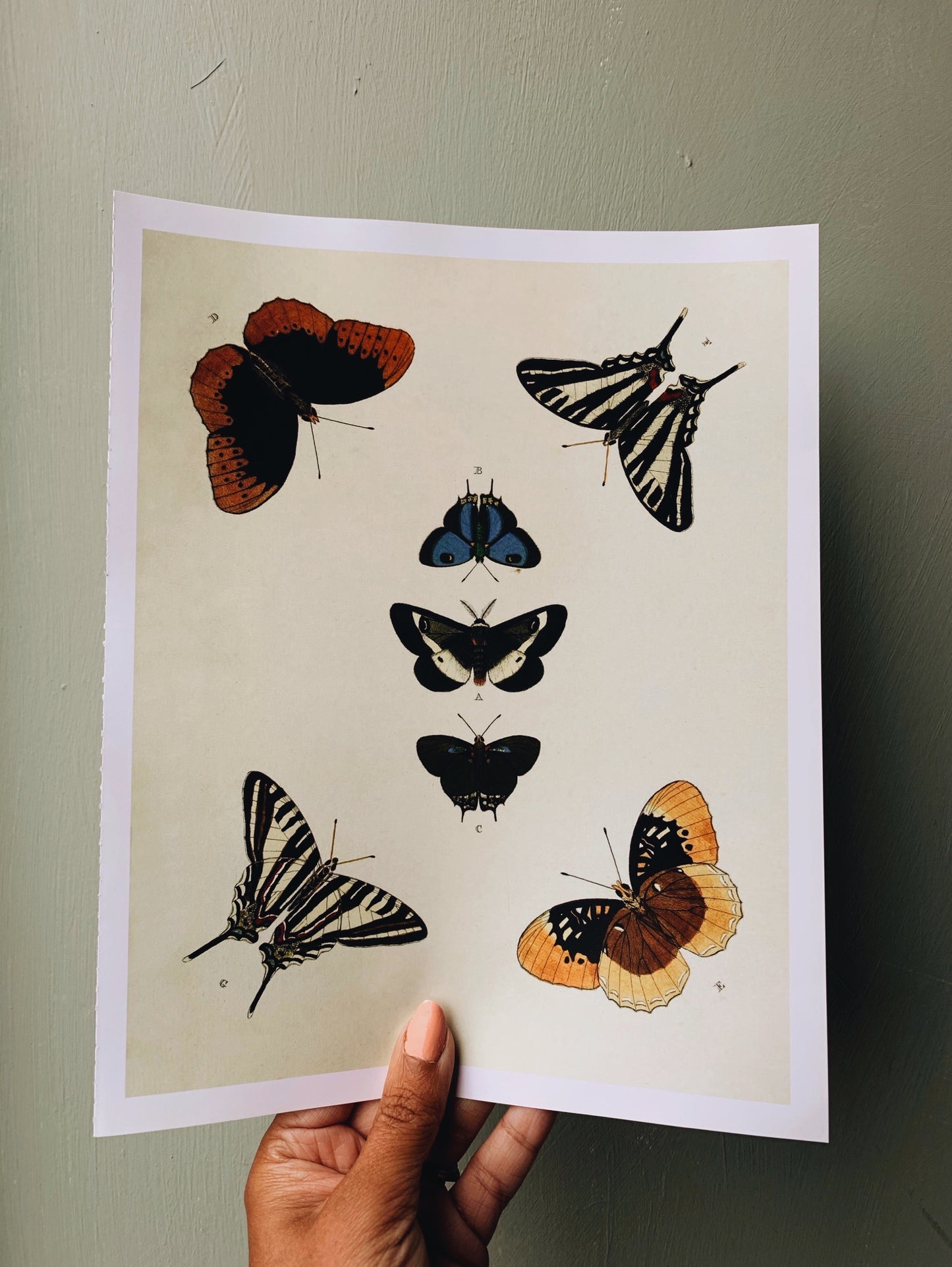 Vintage Style Butterfly Print