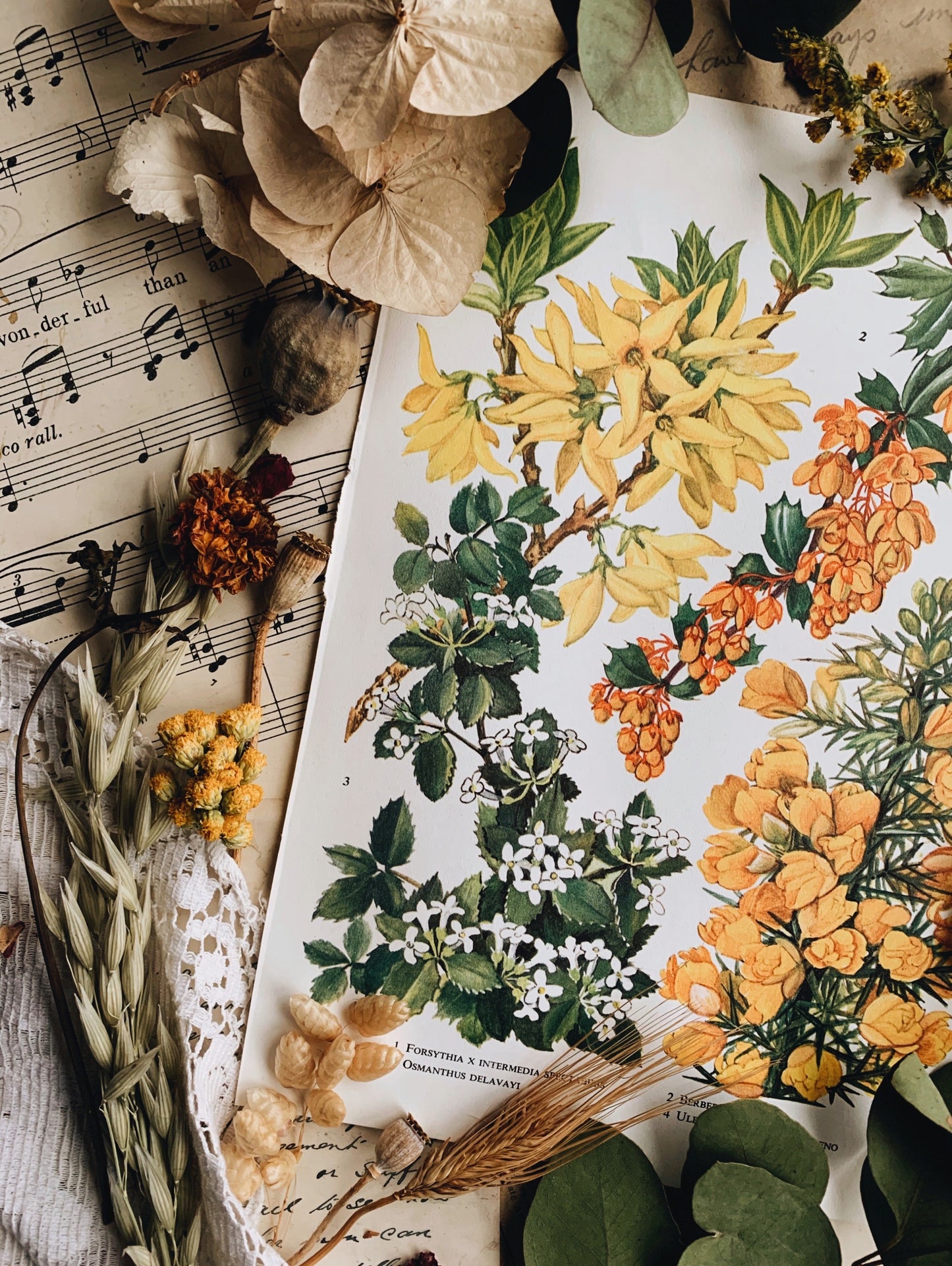 Vintage 1969’s Floral Bookplate ~ Berberis