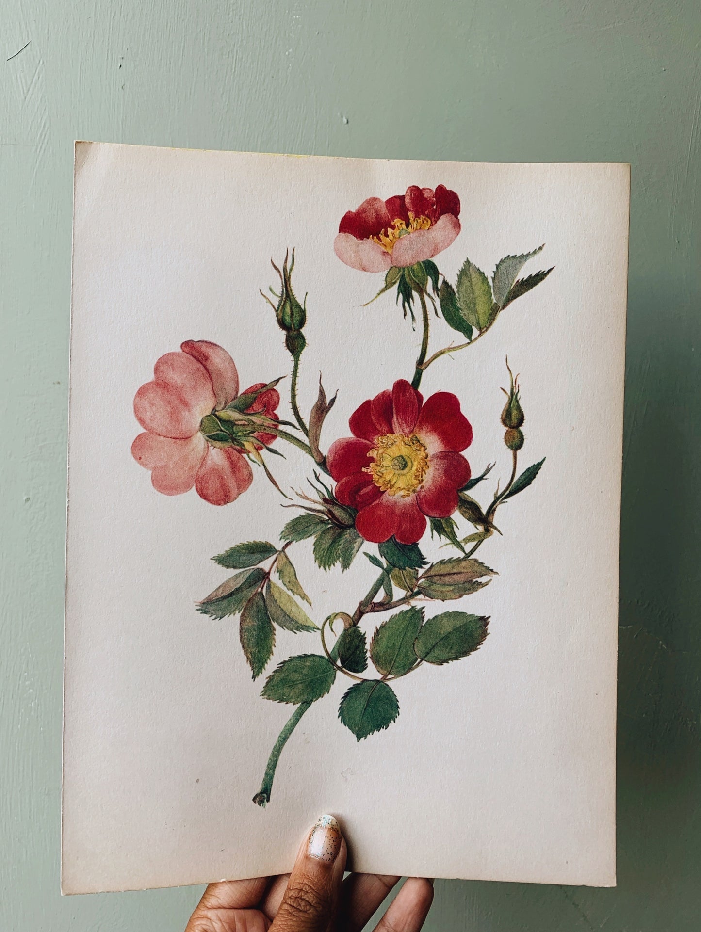 Vintage Rose Illustration Bookplate 4