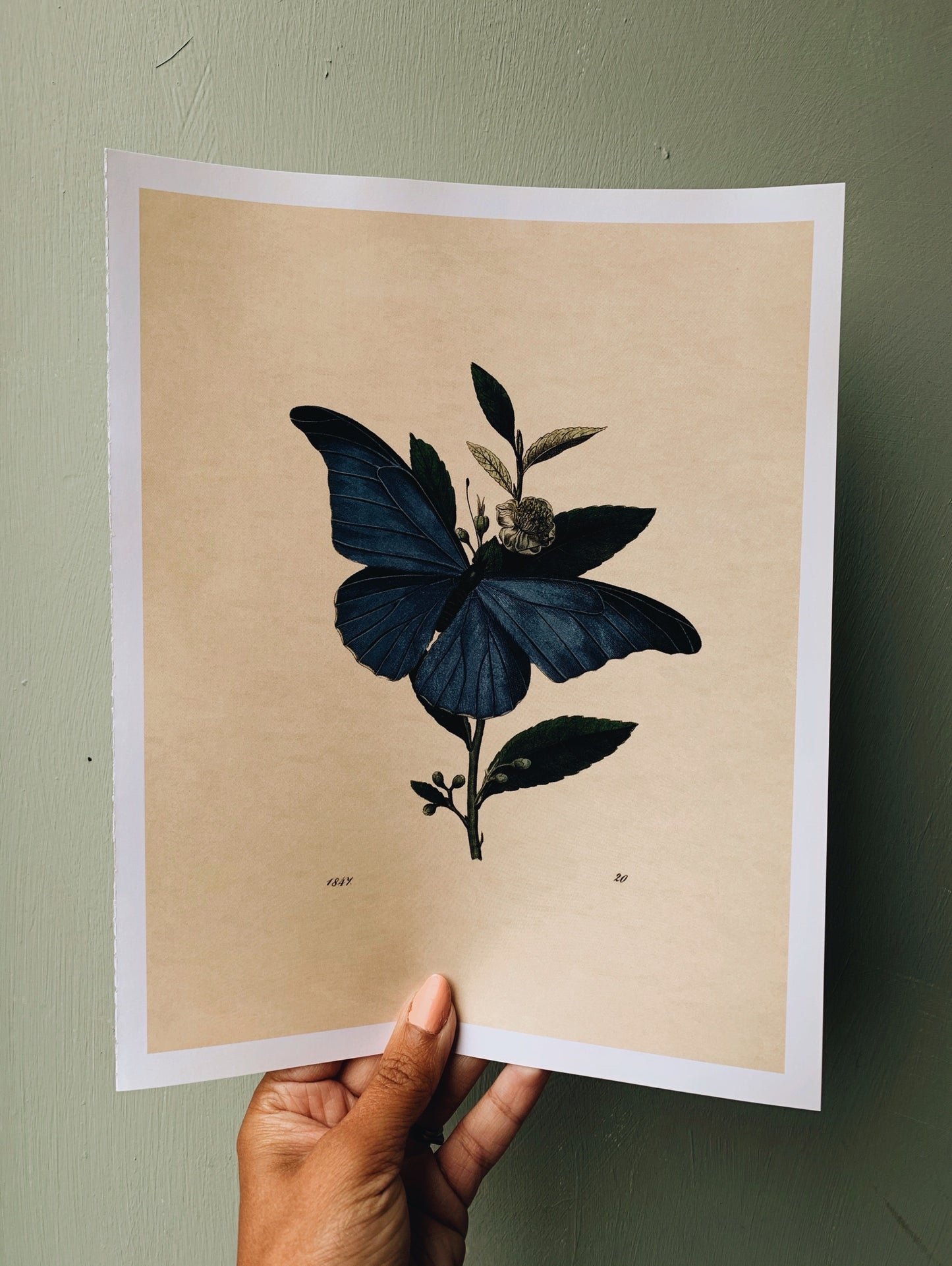 Vintage Style Butterfly Print