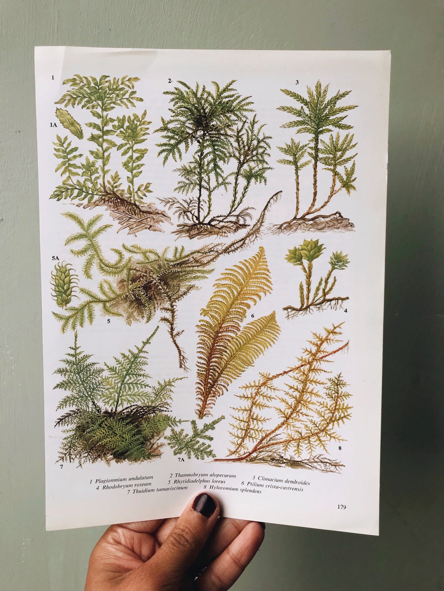 Vintage Ferns Bookplate