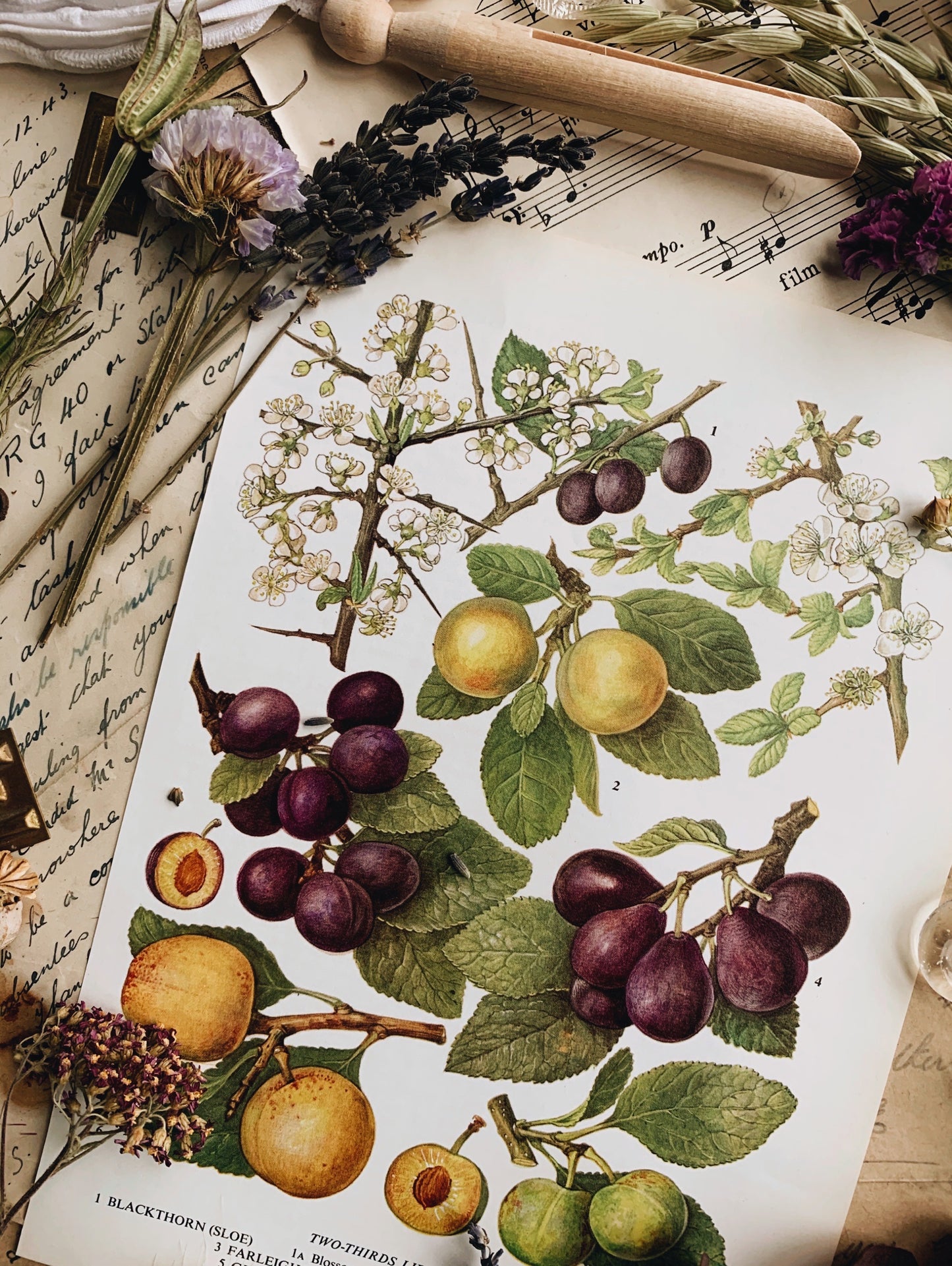 Vintage 1960’s Sloe & Damson Bookplate