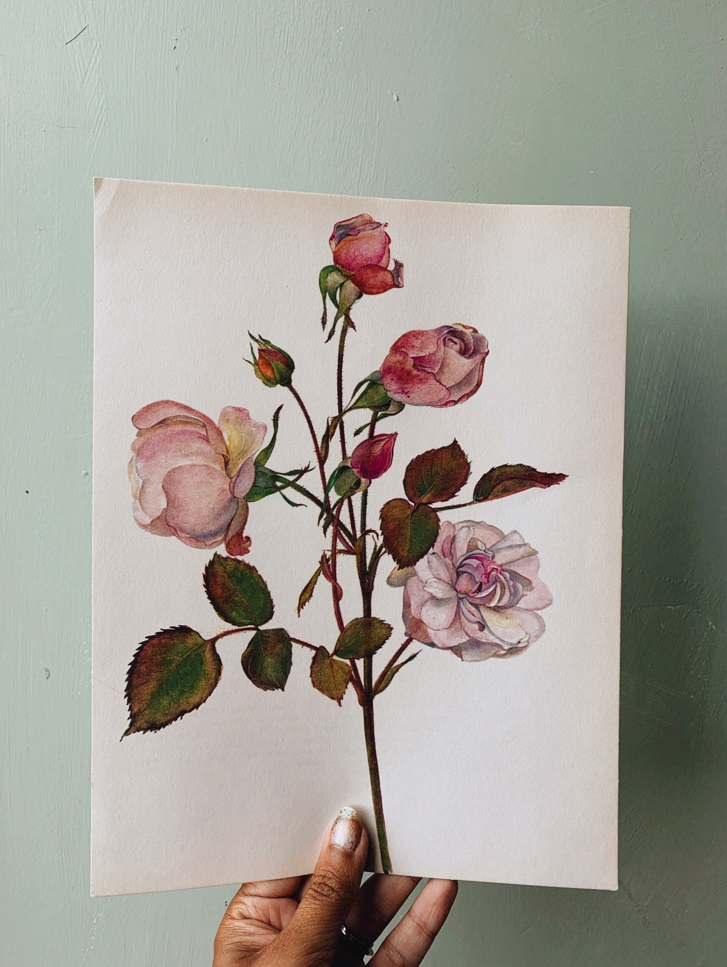 Vintage Rose Illustration Bookplate 3