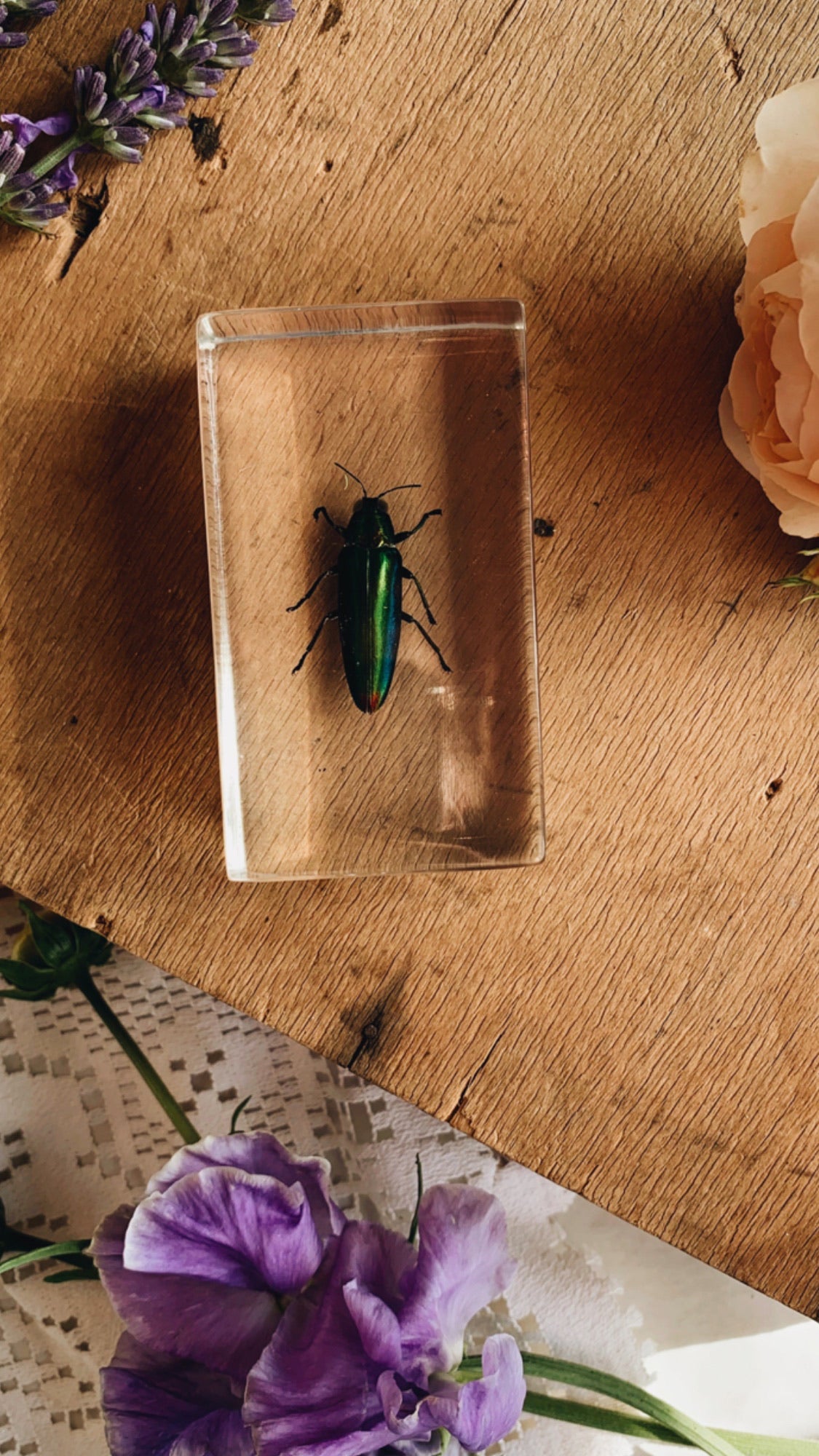 Vintage Taxidermy Insect / Bug / Beetle in Resin