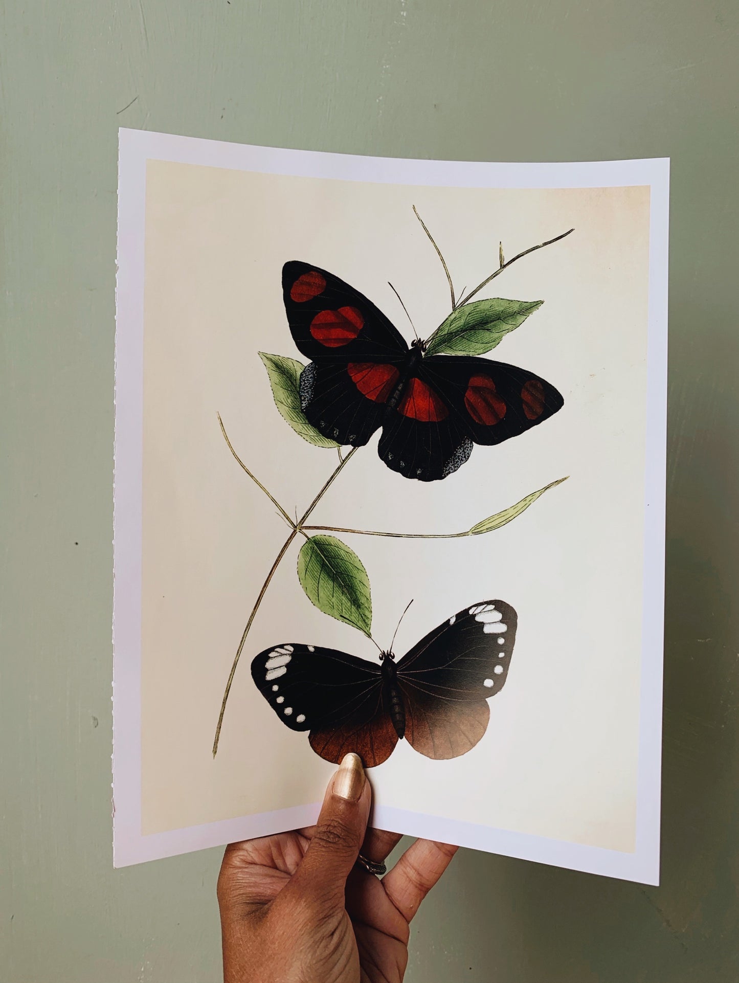 Vintage Style Butterfly Print