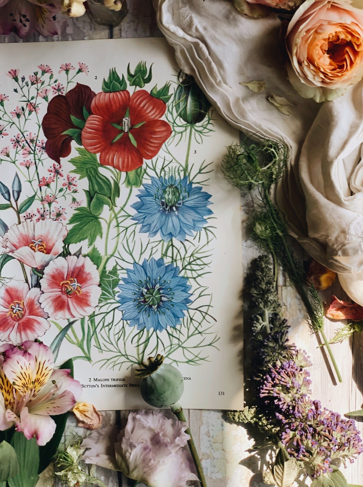 Vintage 1960’s Garden Flower Bookplate ~ nigella sativa