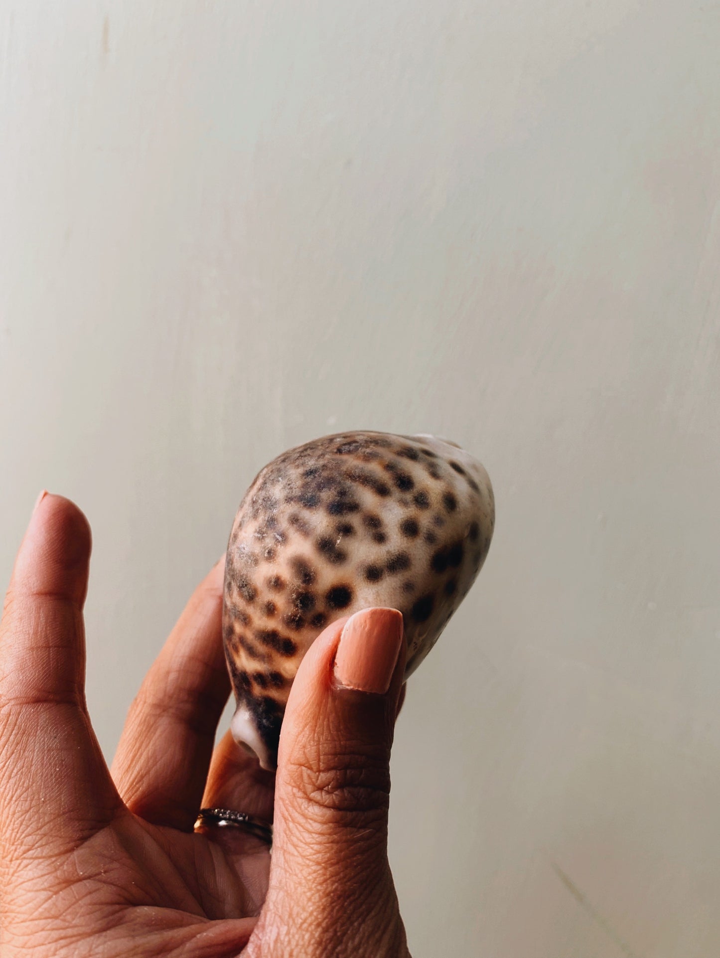 Vintage Shell