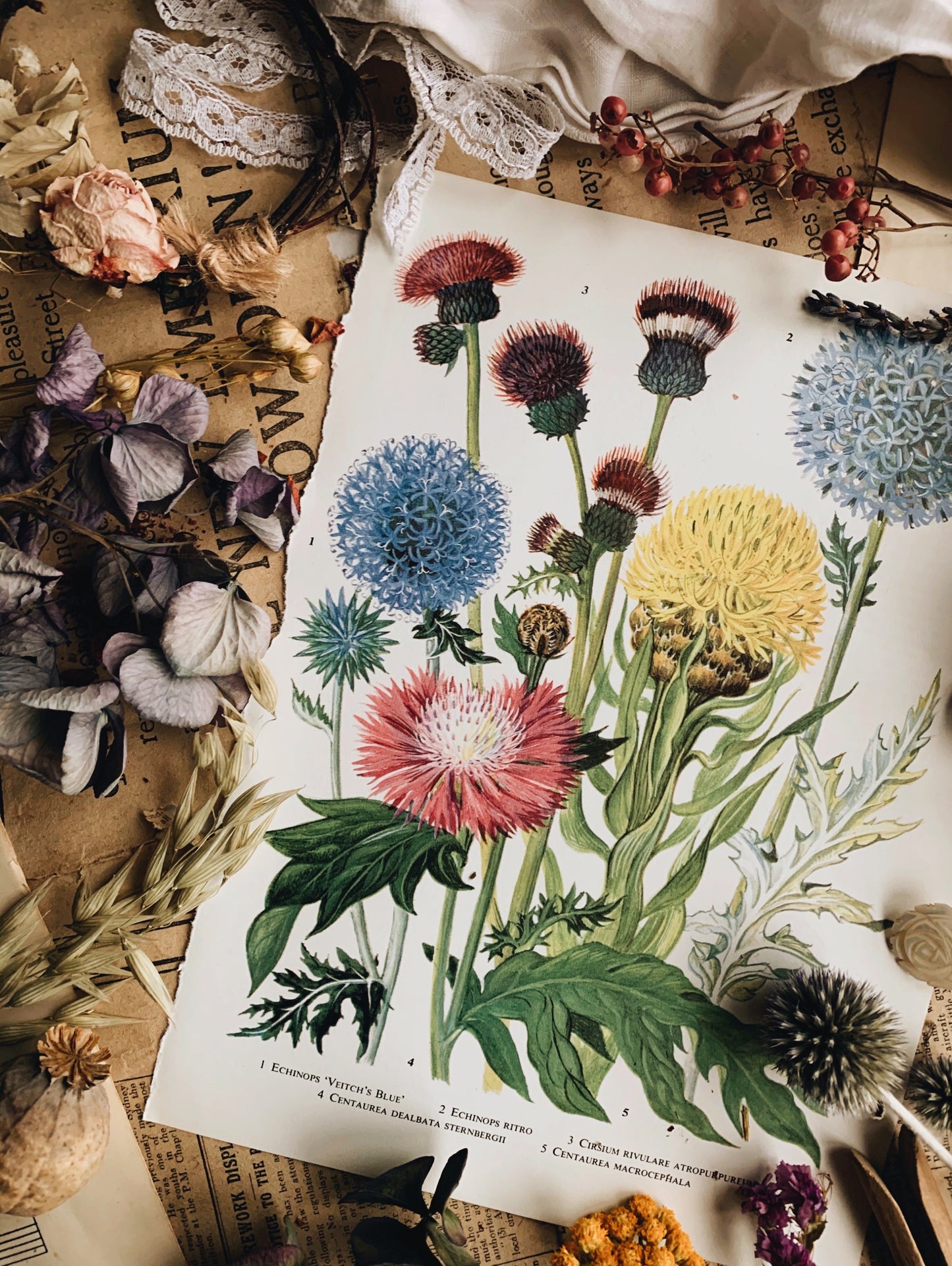Vintage 1960’s Floral Garden Bookplate ~ Echinops