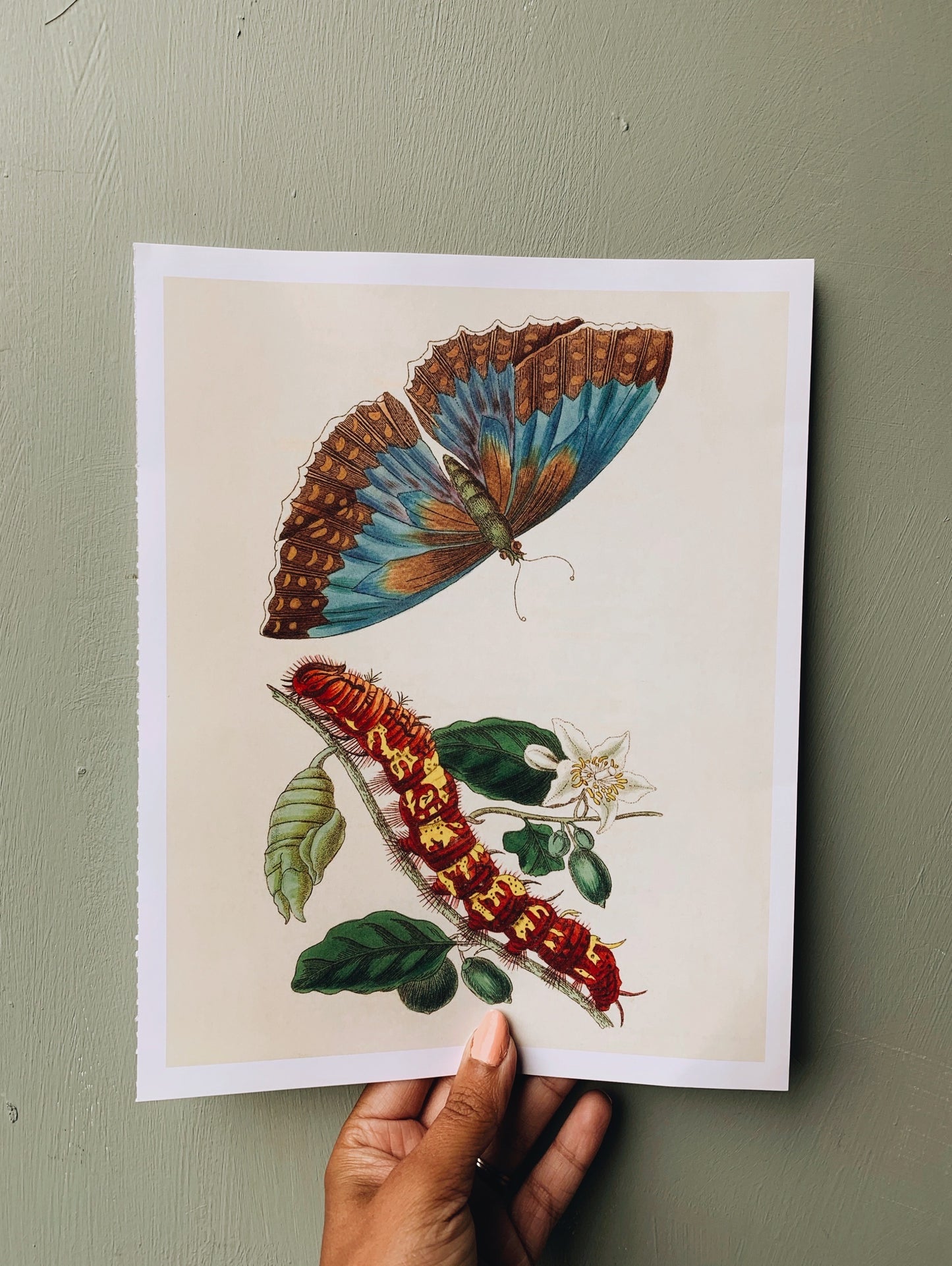 Vintage Style Butterfly Print