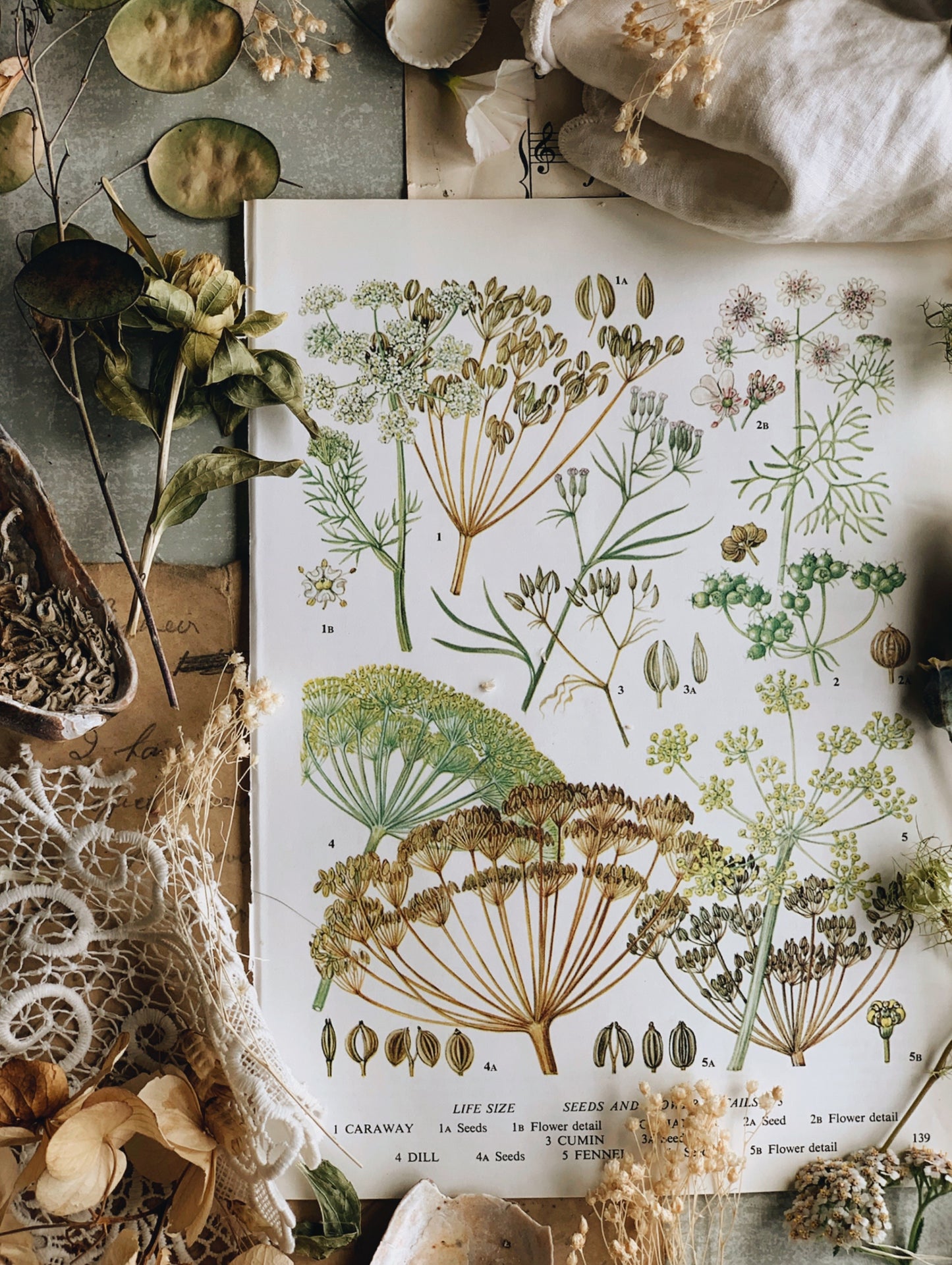 Vintage 1960’s Garden Flower Bookplate ~ seeds