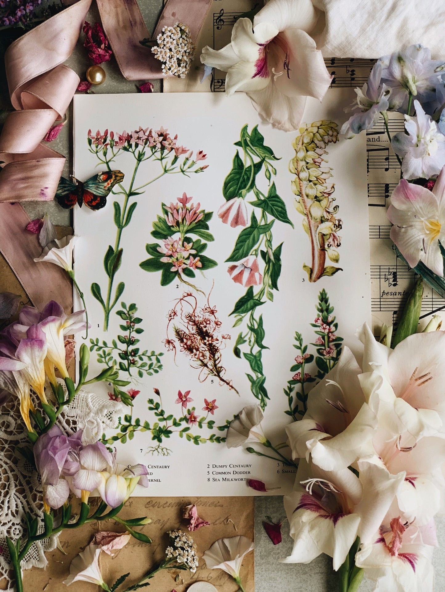 Vintage 1960’s Garden Flower Bookplate ~ Bindweed