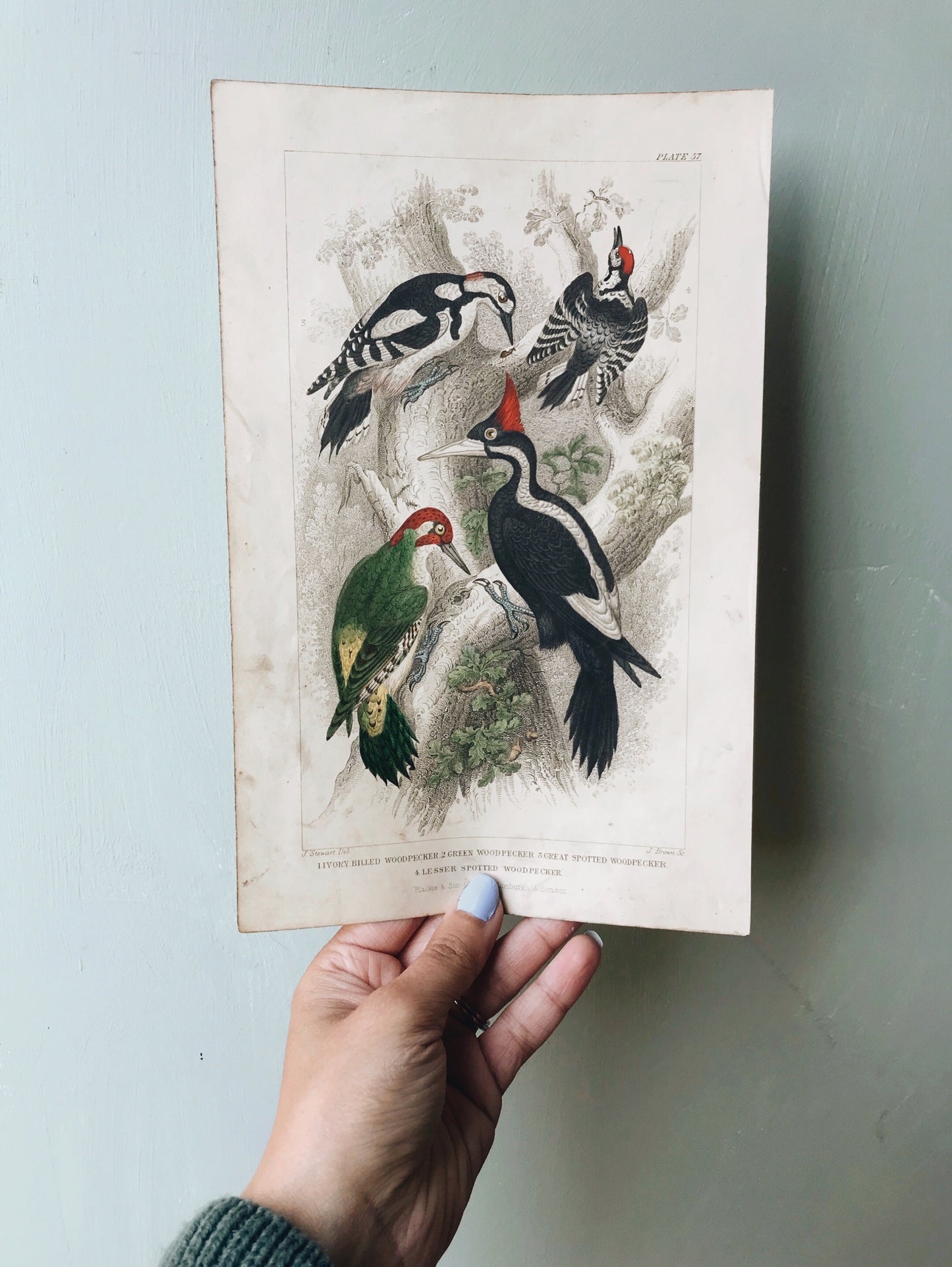 Vintage 18th Century Woodpecker Bookplate - Stone & Sage