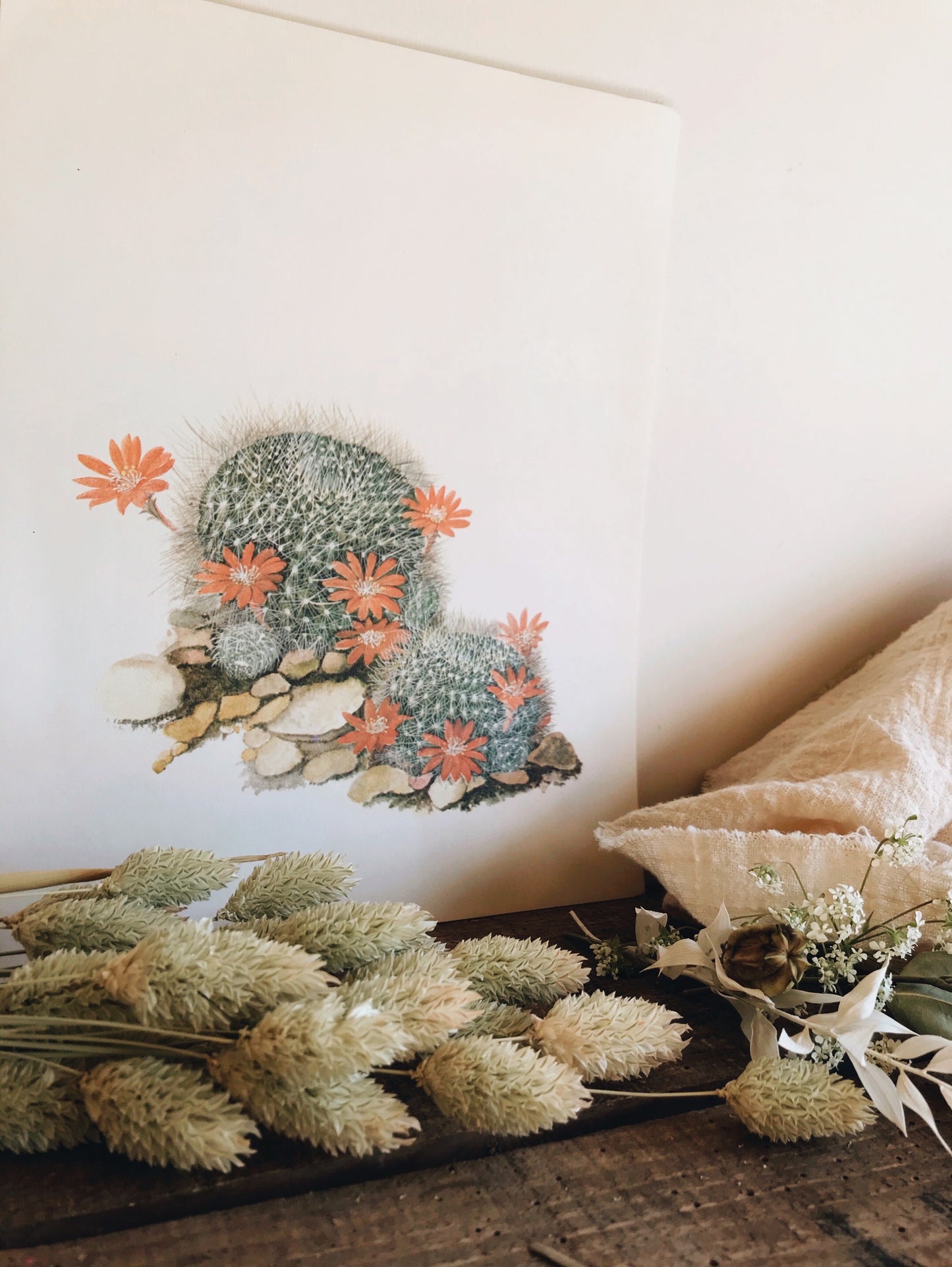Antique Cacti Illustration Bookplate No 1