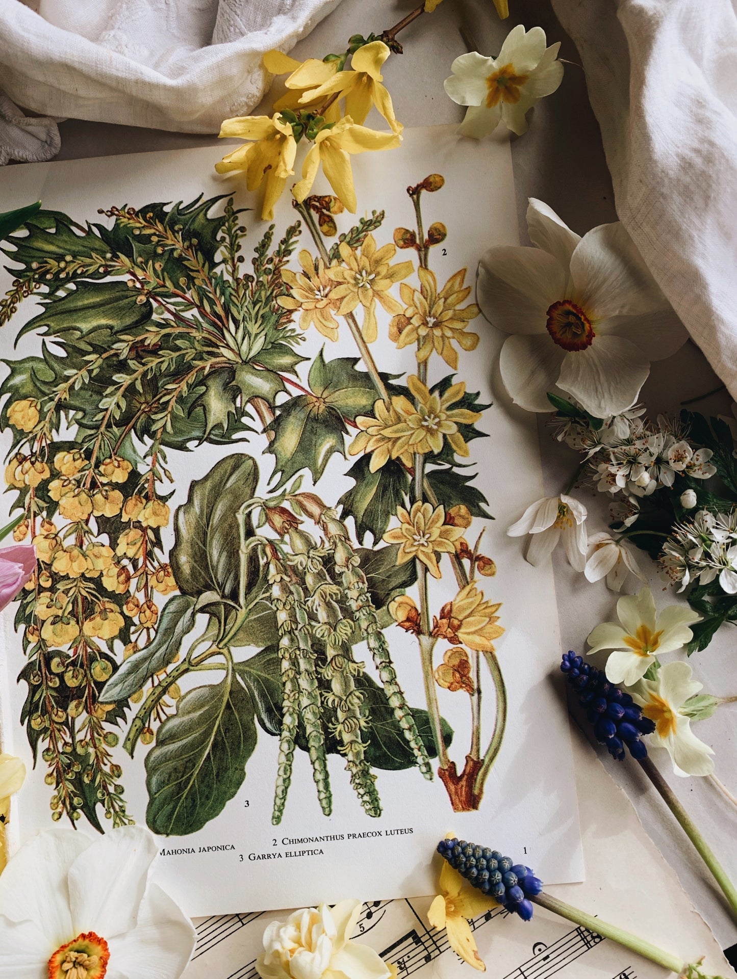 Vintage 1960’s Floral Bookplate ~ chimonanthus