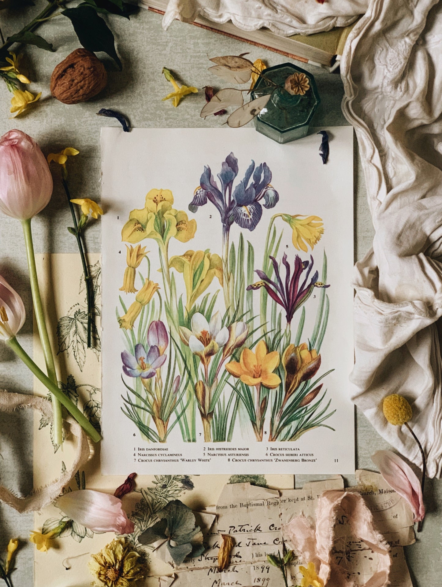 Vintage 1960’s Iris Bookplate