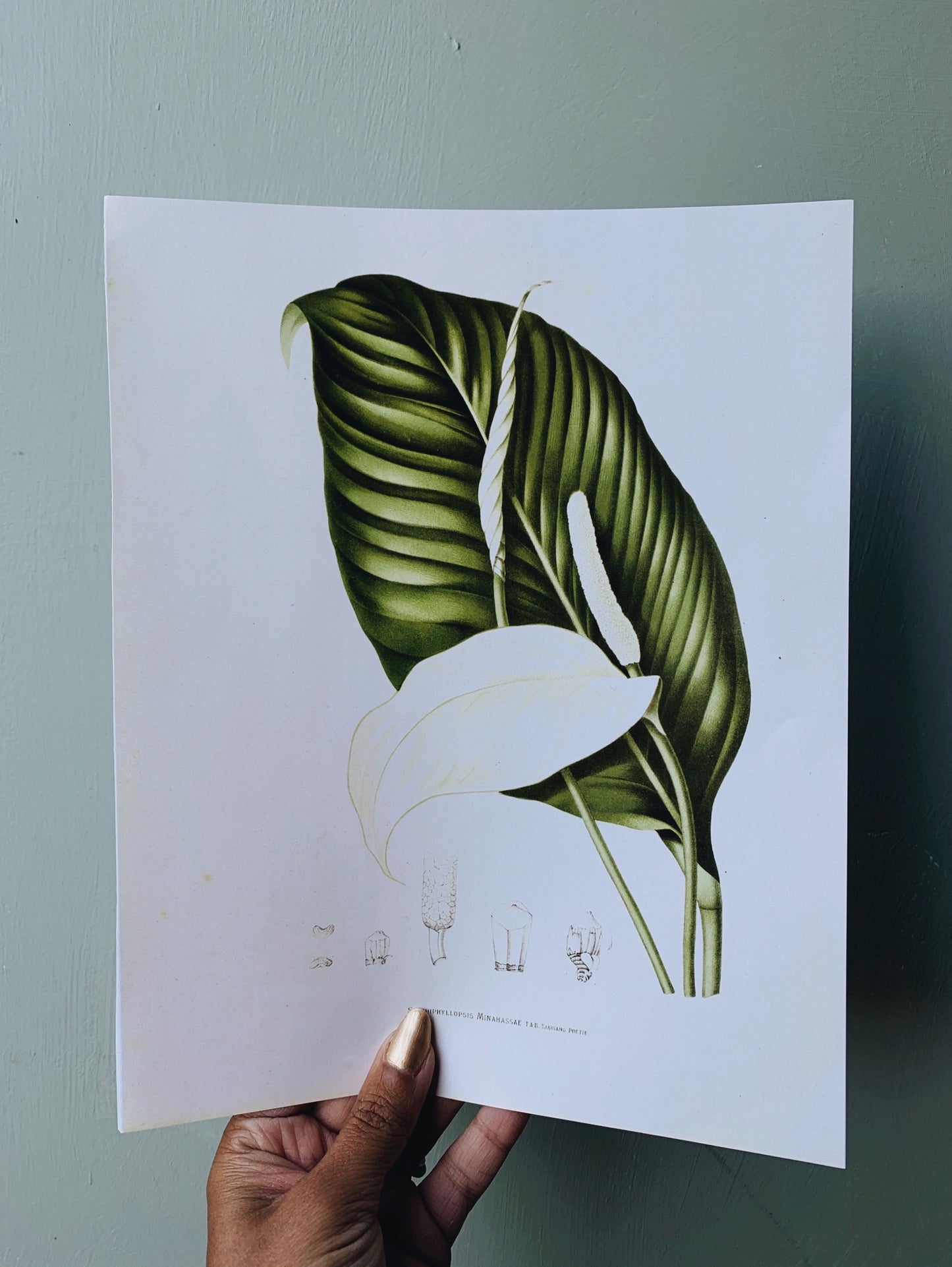 Vintage Style Botanic Print