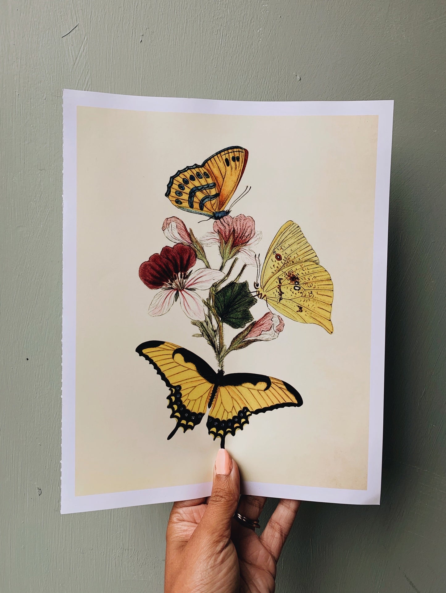 Vintage Style Butterfly Print