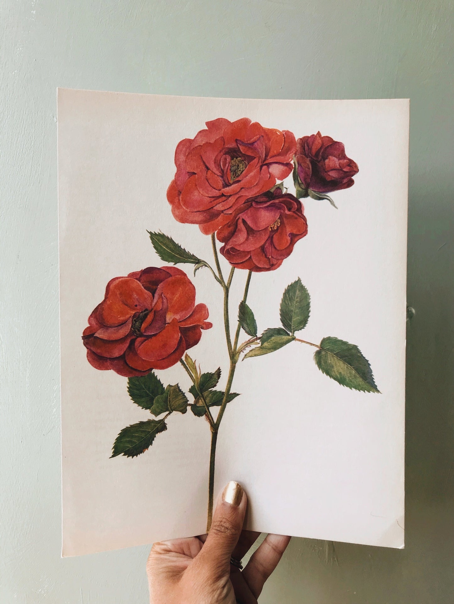 Vintage 1960’s Rose Botanical Print 2
