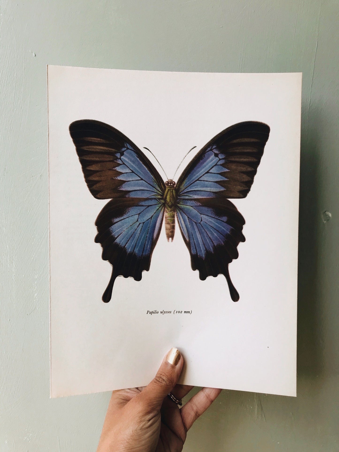 Vintage 1960’s Butterfly Print 2