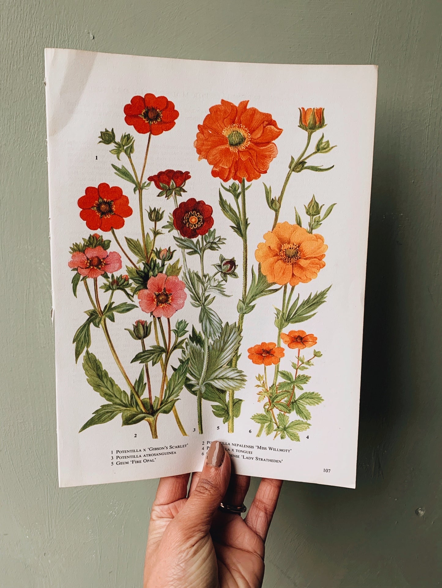 Vintage 1960’s Floral Bookplate ~ Potentilla