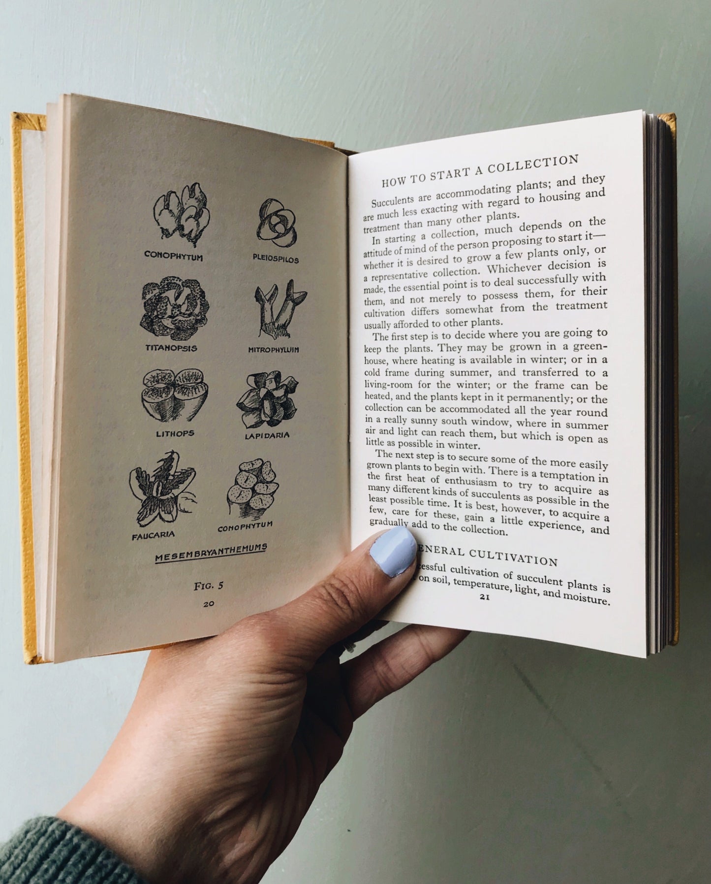 1958 Cacti Observer Book - Stone & Sage