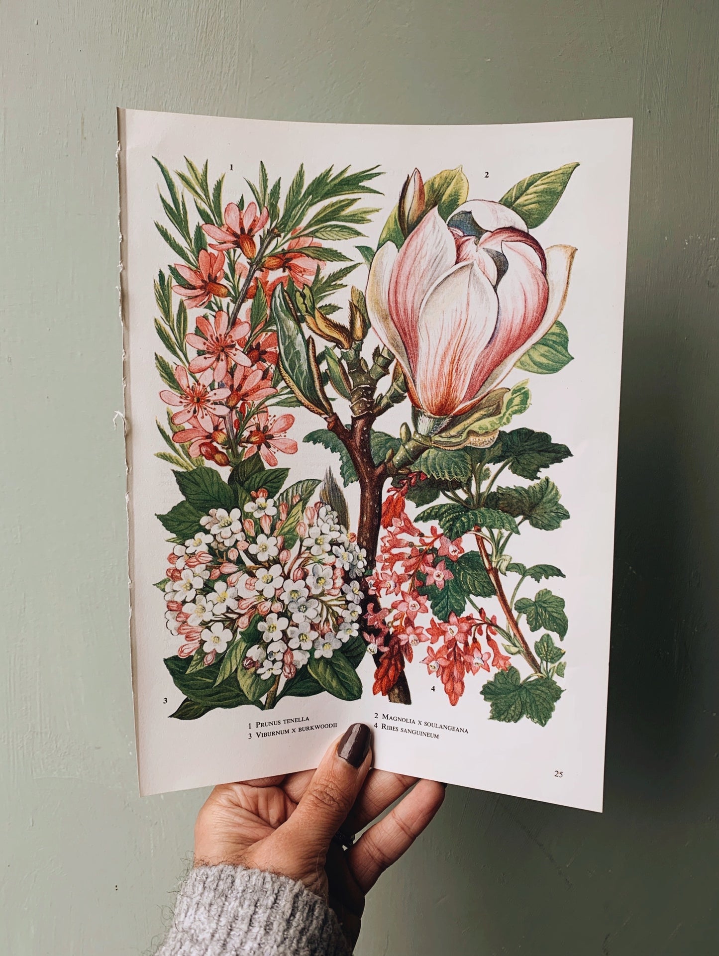 Vintage 1960’s Floral Bookplate ~ Magnolia