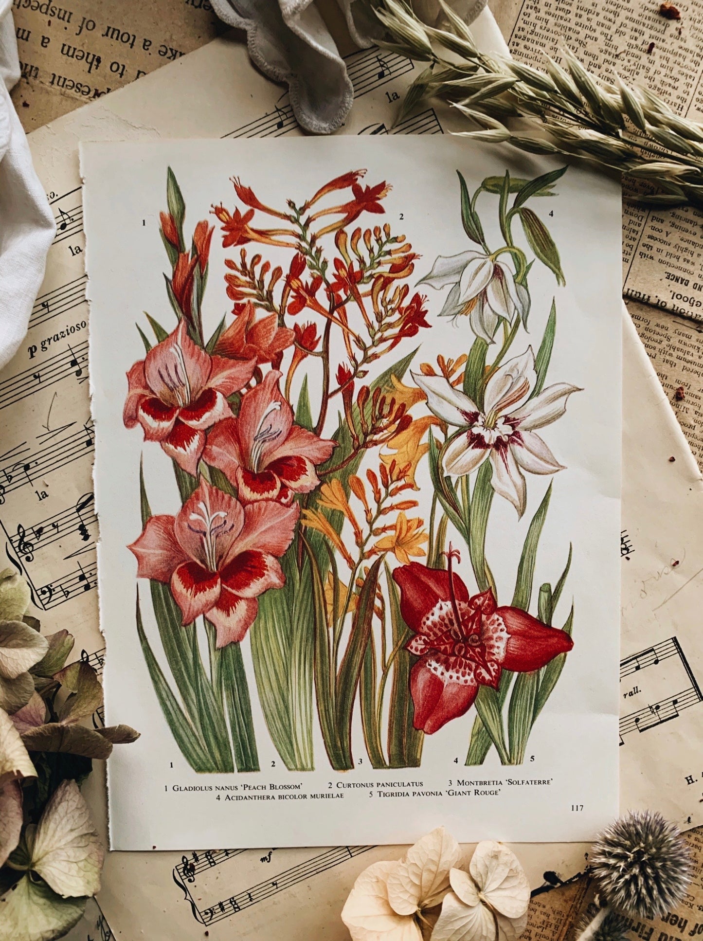 Vintage 1960’s Floral Bookplate ~ Giant Rouge