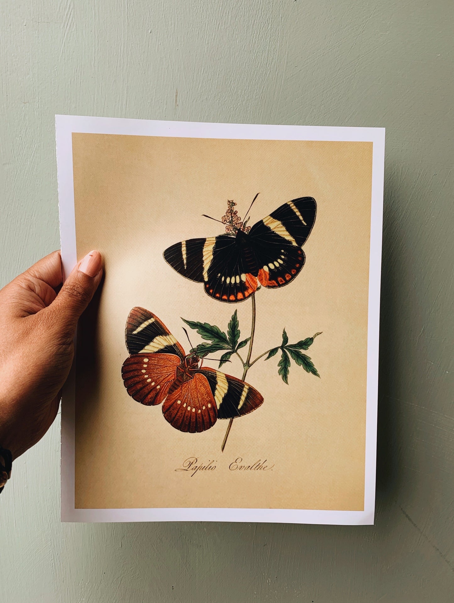 Vintage Style Butterfly Print