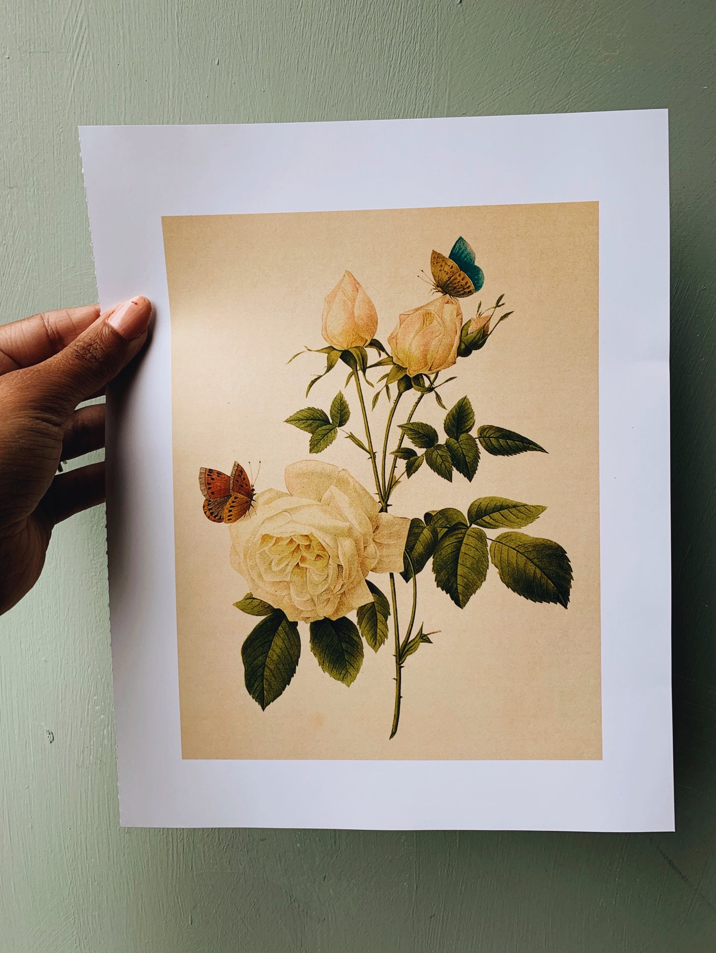 Vintage Style Butterfly & Rose Print