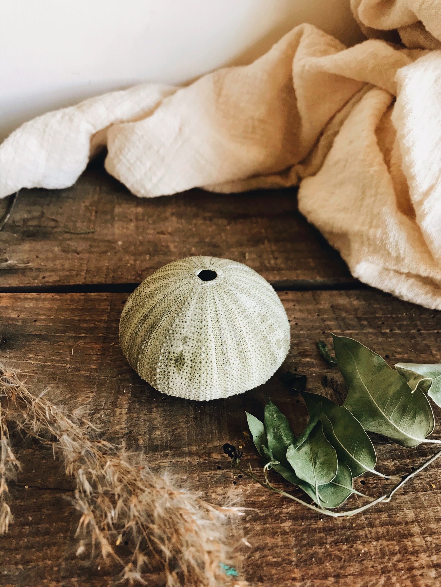 Green Urchin - Stone & Sage