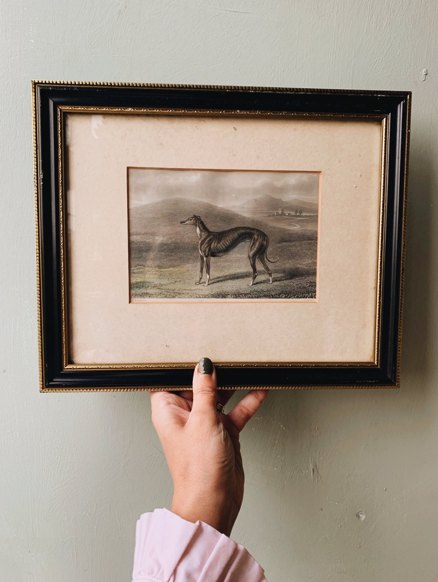 Antique Greyhound Dog Lithograph Framed