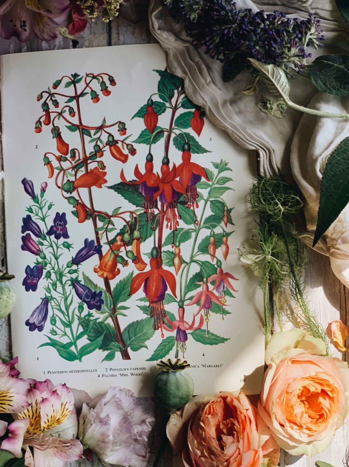 Vintage 1960’s Garden Flower Bookplate ~ Fuchsia Flower