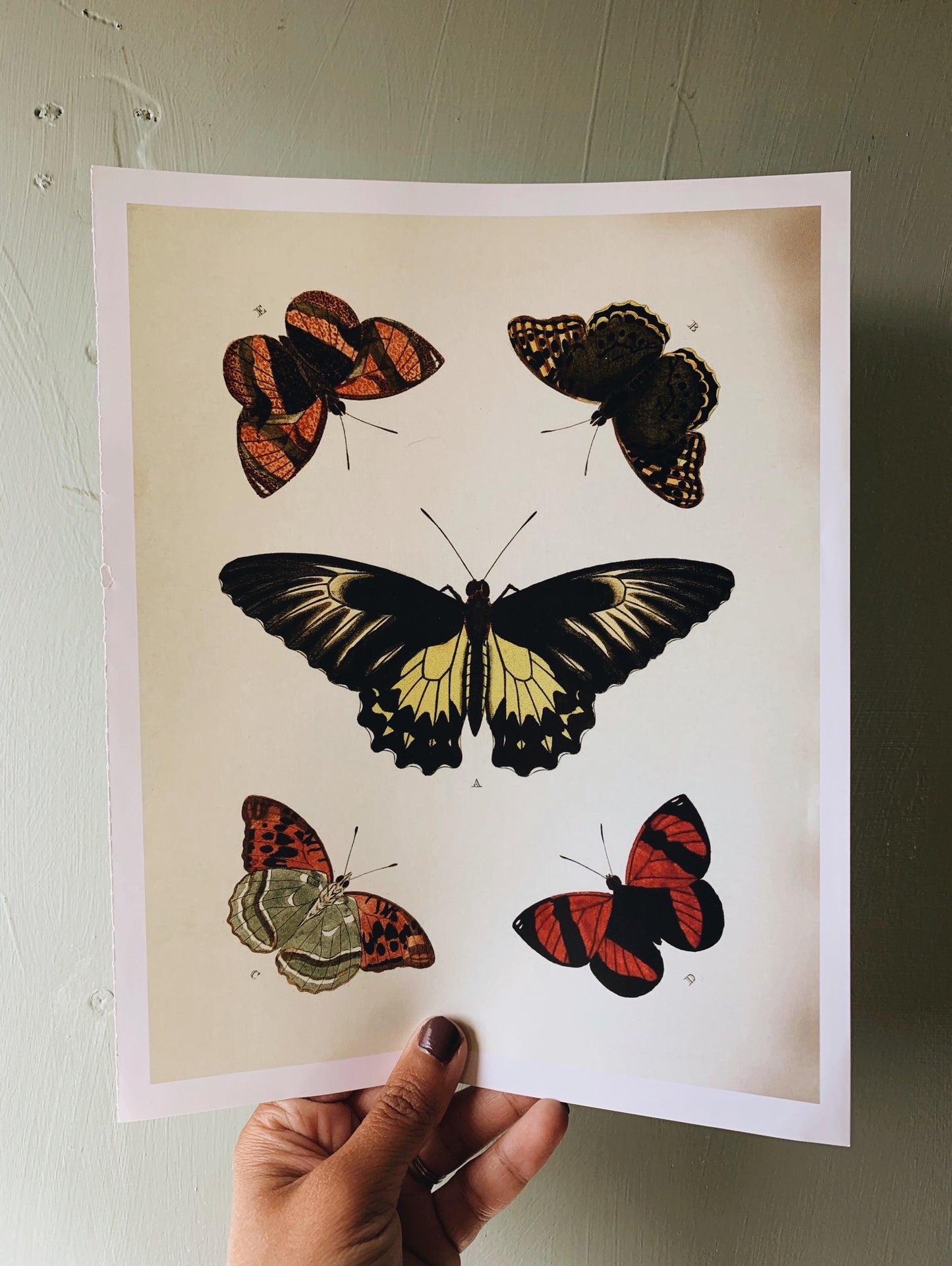 Vintage Style Butterfly Print 1