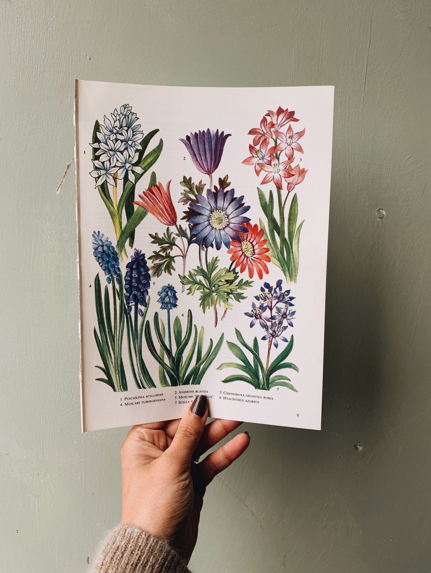 Vintage 1960’s Floral Bookplate ~ Old Blue