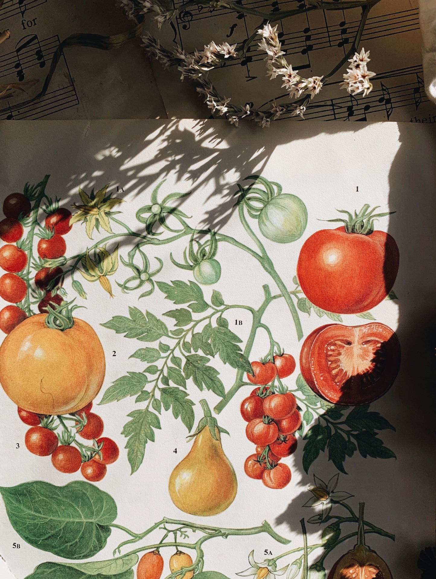 Vintage 1960’s Bookplate~ tomato variety