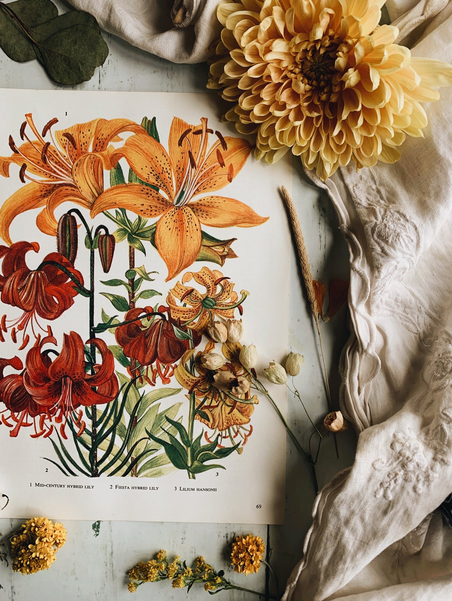 Vintage 1960’s Lily Species Floral Bookplate