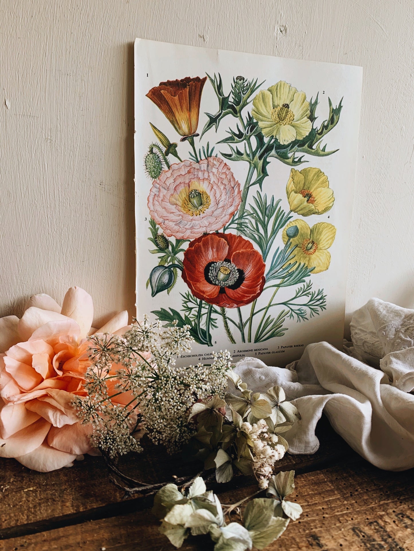 Vintage 1960’s Poppy & Floral Bookplate