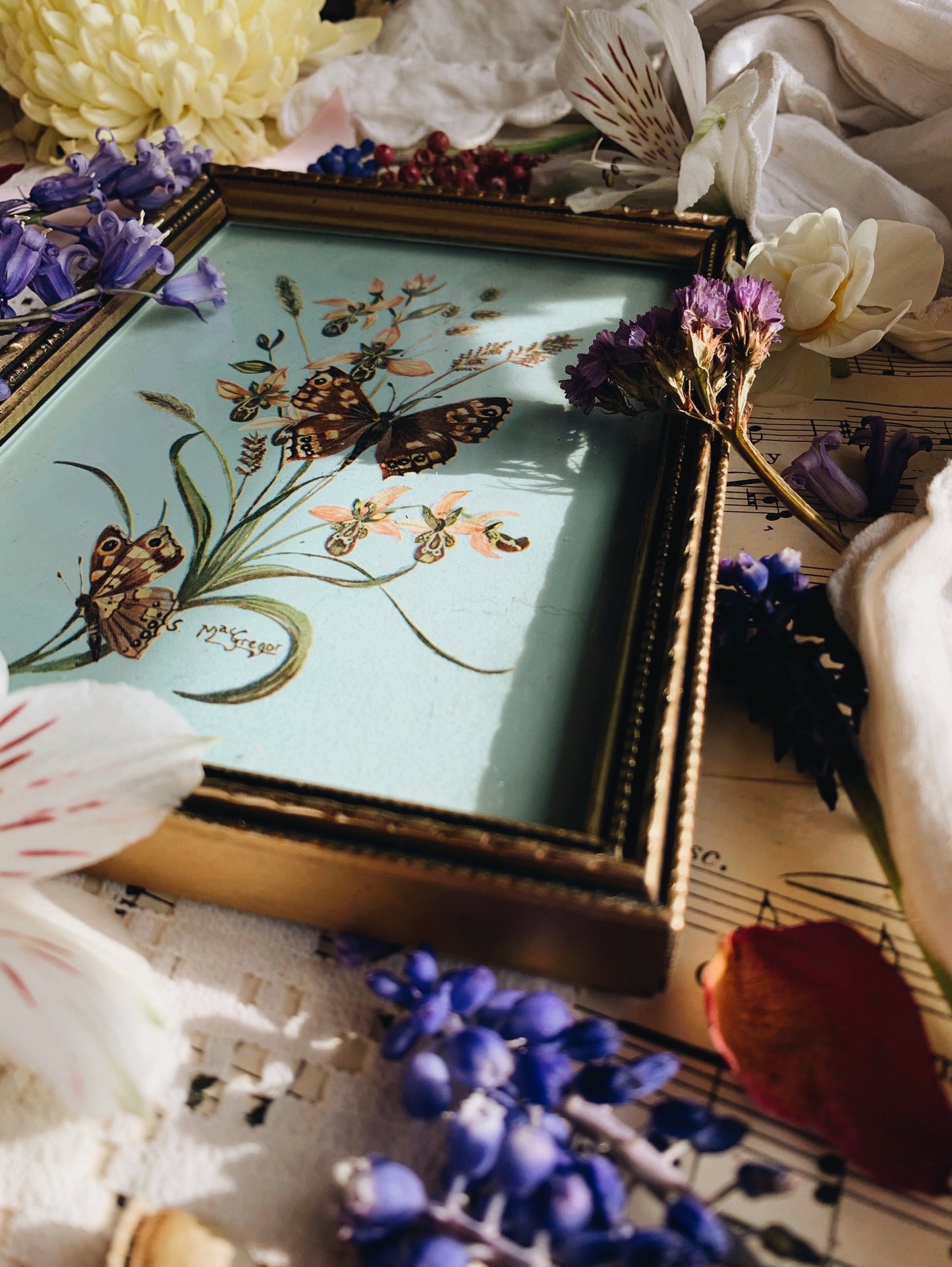 Vintage Butterfly Print Framed