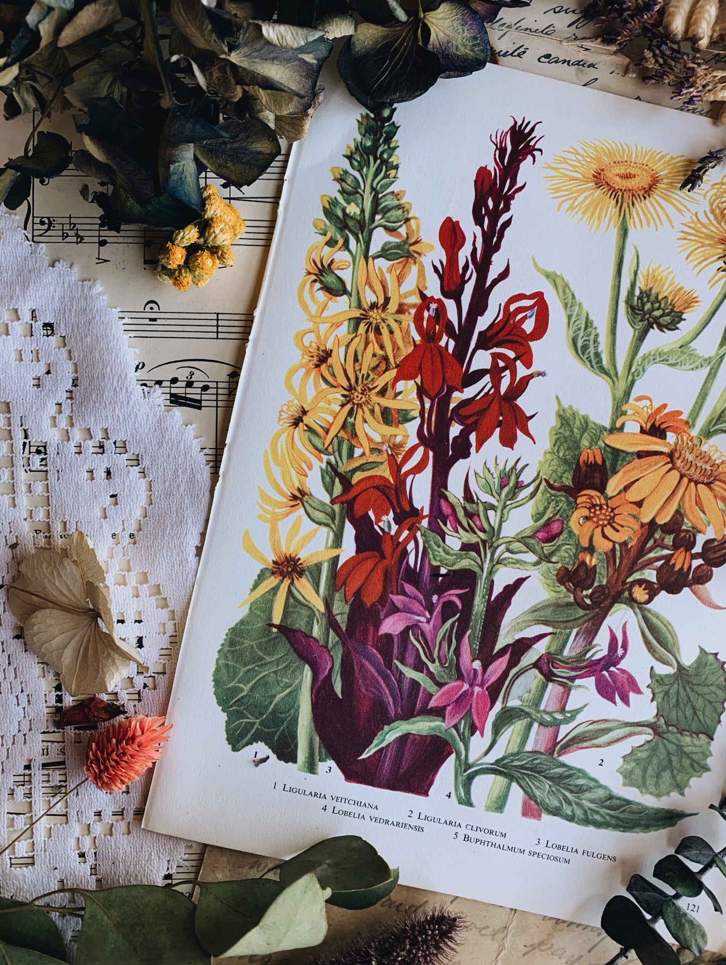 Vintage 1969’s Floral Bookplate ~ Lobella