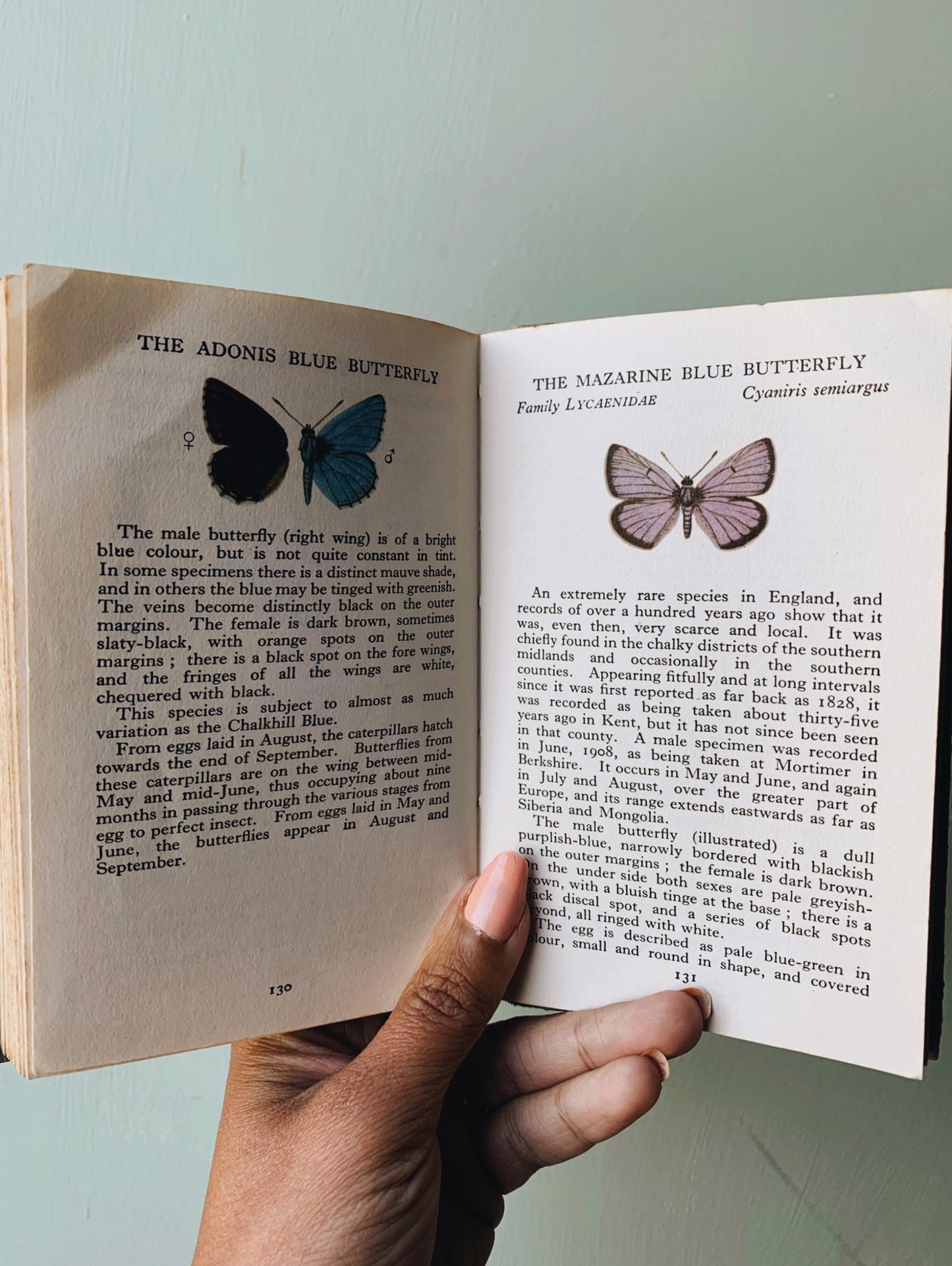 Vintage Butterfly Observer