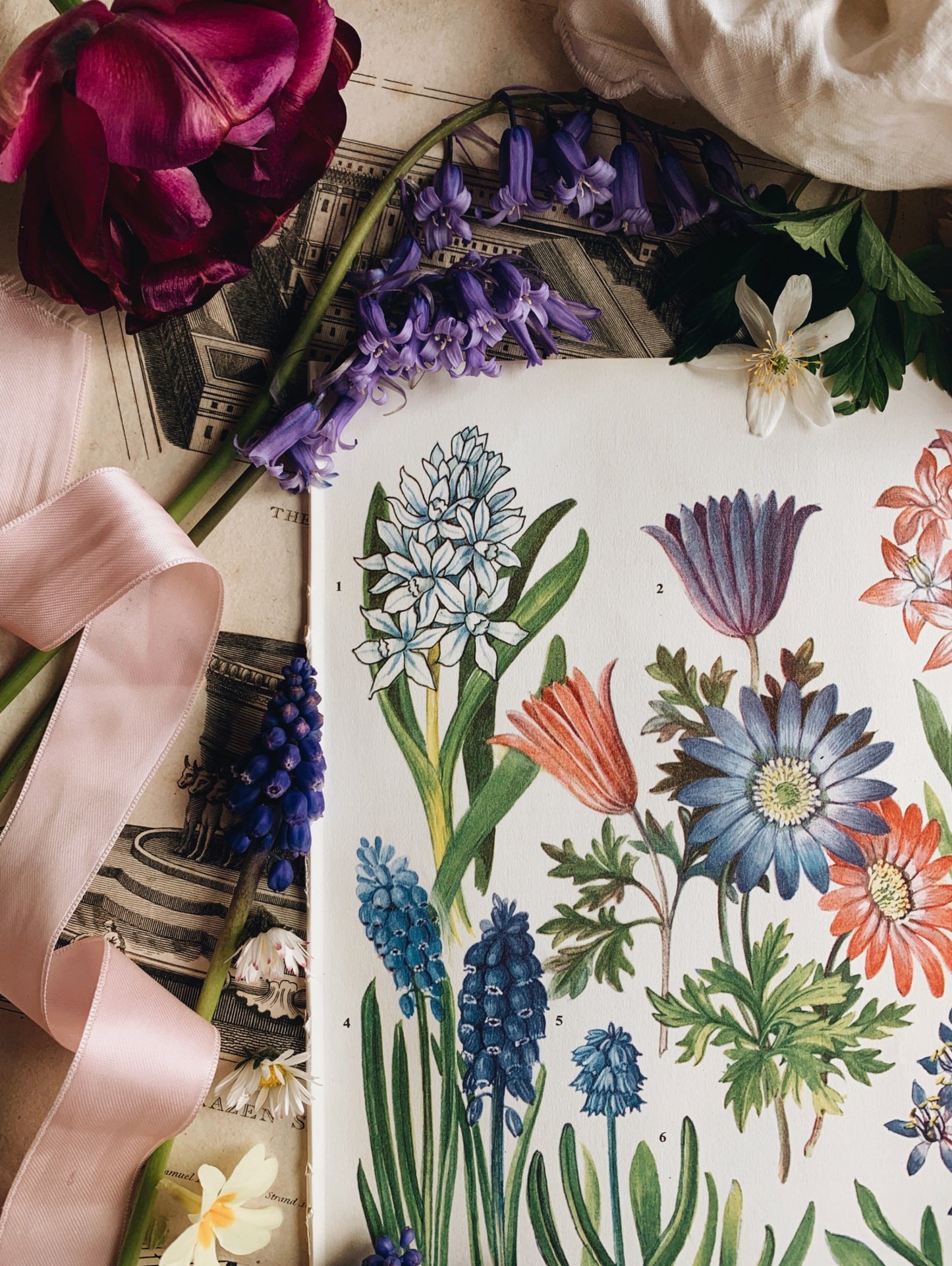 Vintage 1960’s Floral Bookplate ~ MUSCARI ARMENIACUM
