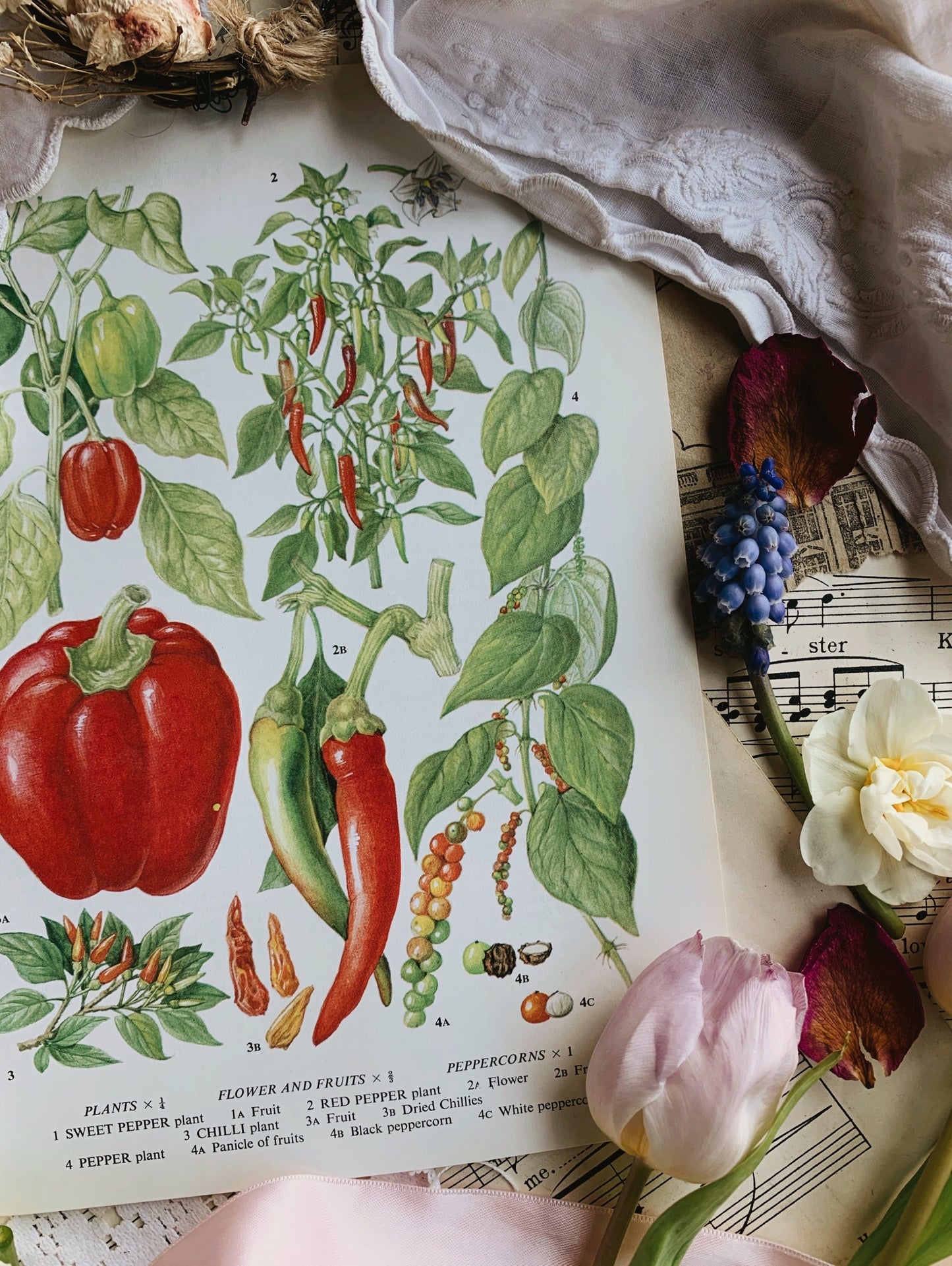 Vintage 1960’s Red Pepper / Chilli Bookplate