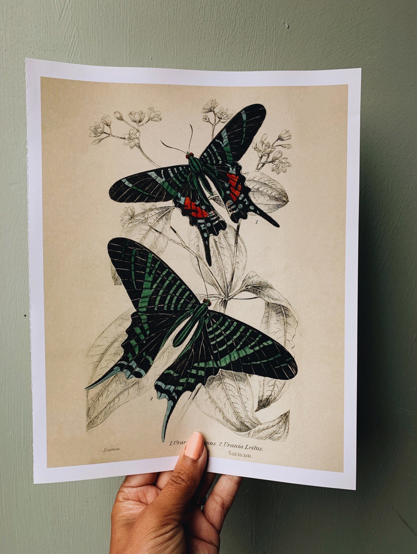Vintage Style Butterfly Print
