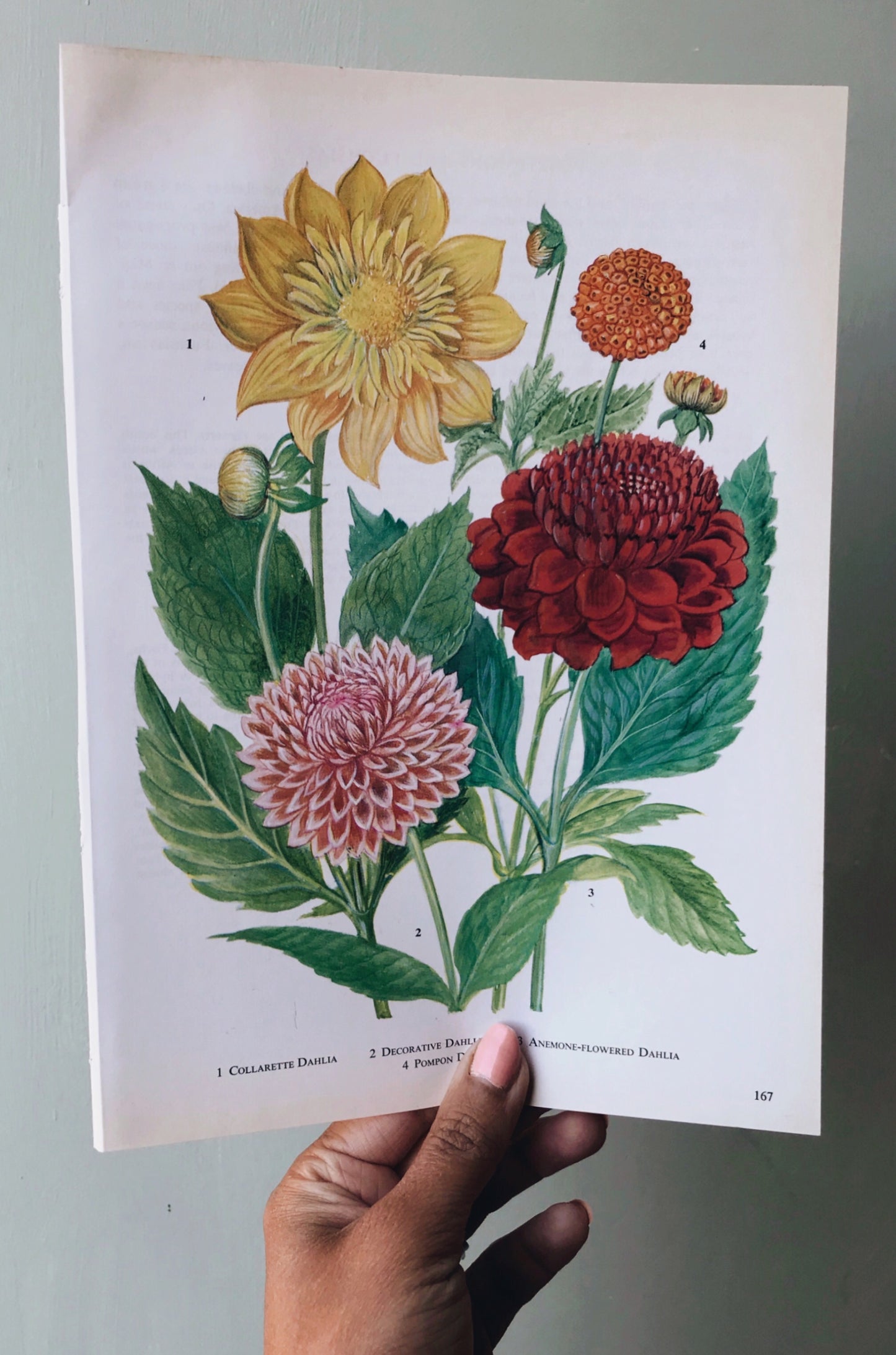Vintage 1960s Dahlia Bookplate - Stone & Sage