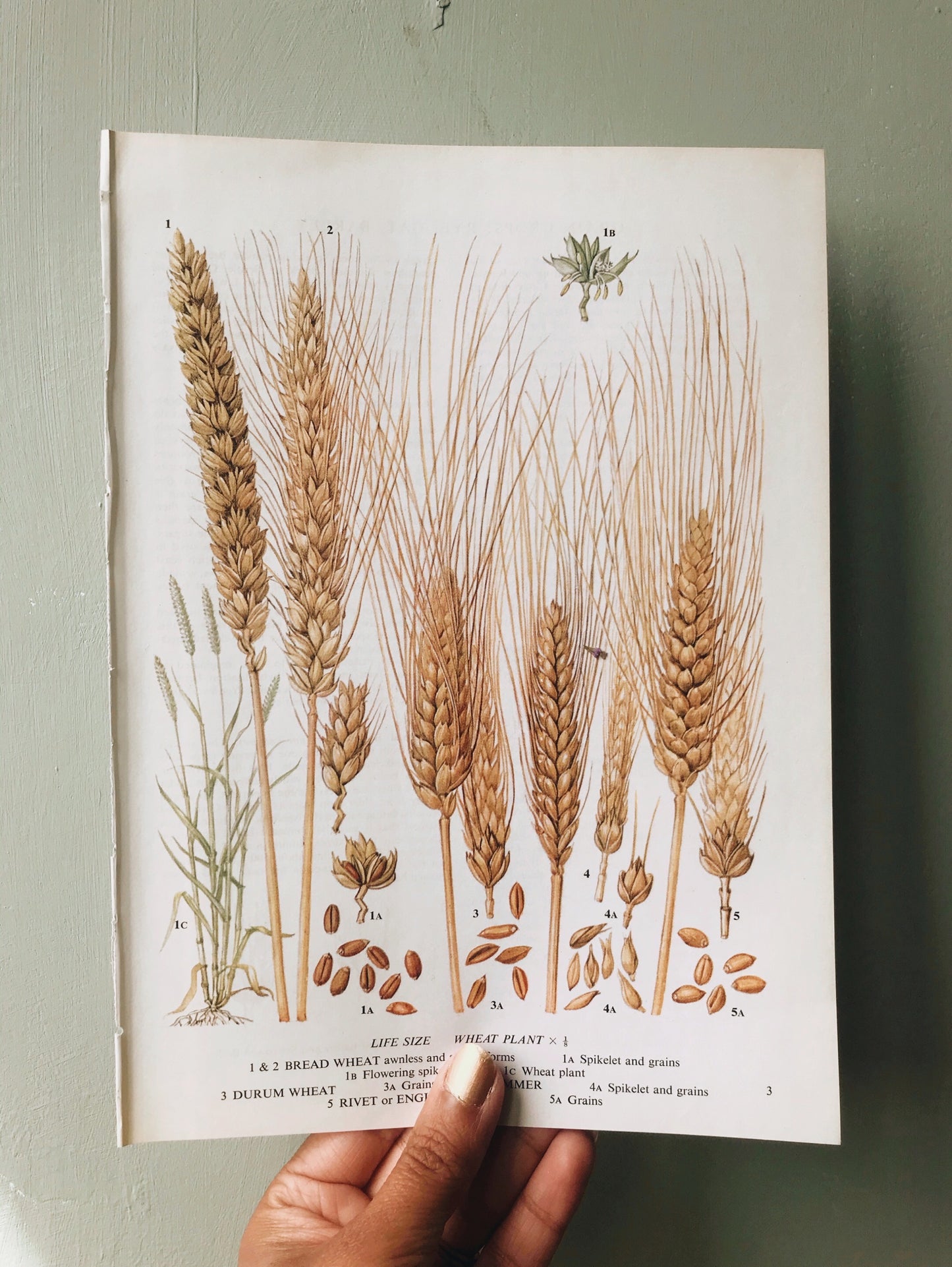 Vintage Wheat Bookplate Illustration