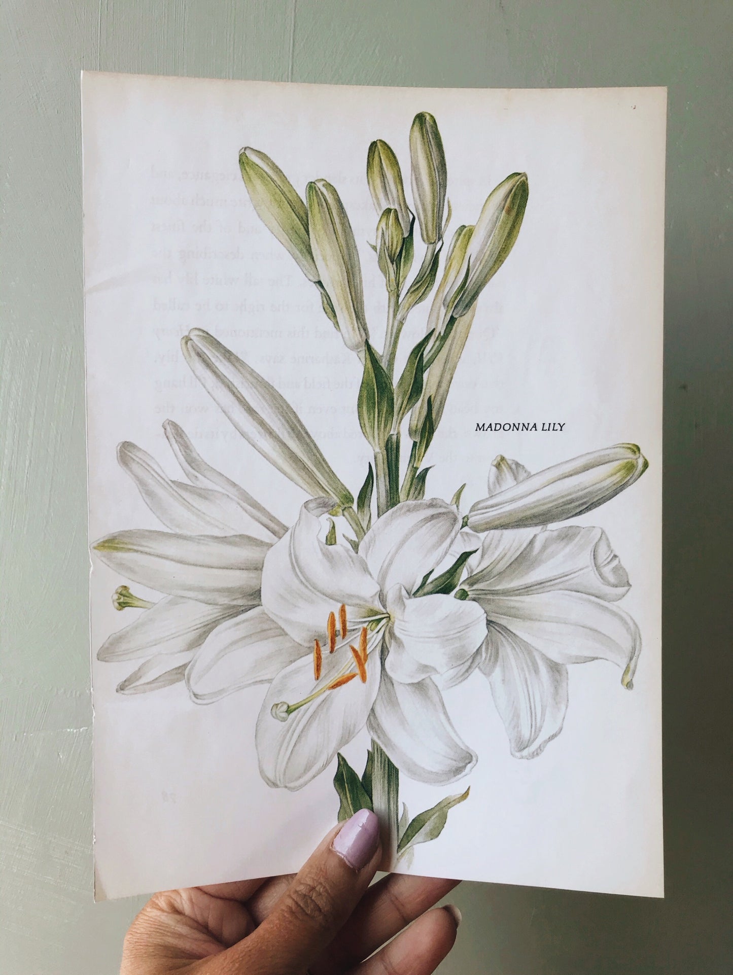 1960’s Madonna Lily Vintage Bookplate - Stone & Sage