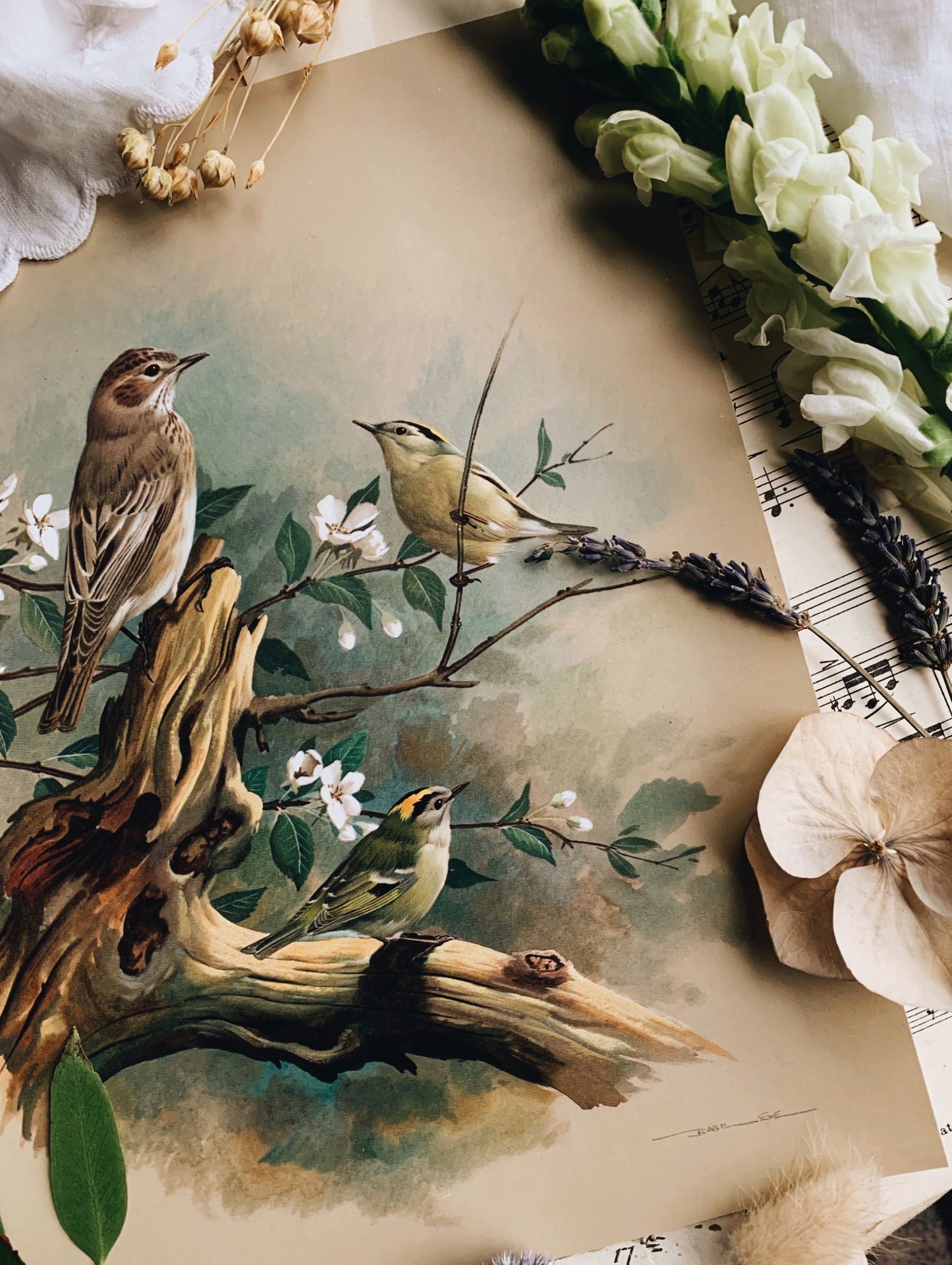 Vintage 1960’s Bird Print 1