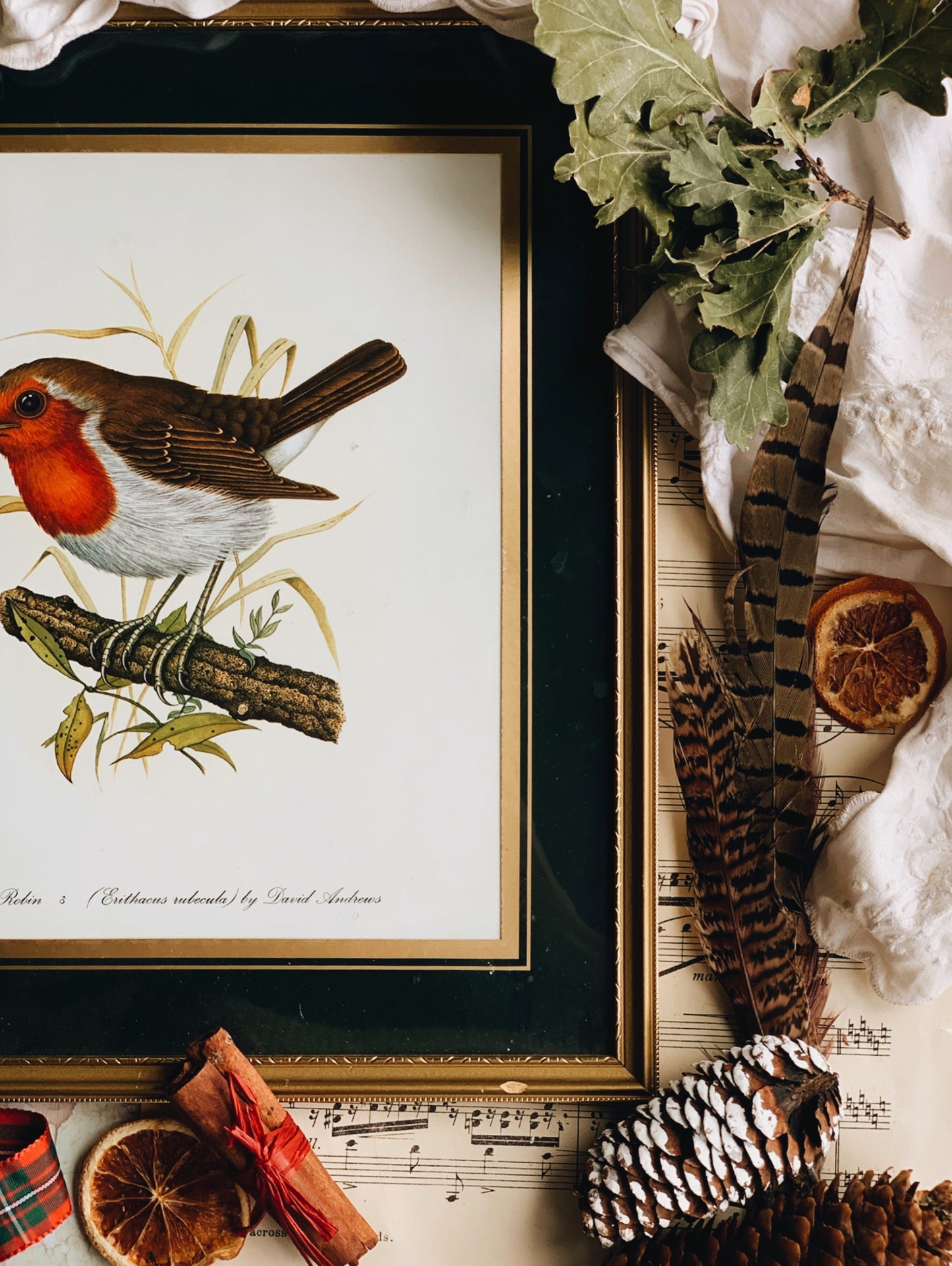 Vintage Robin Print Framed ~ Daniel Andrews (UK SHIPPING ONLY