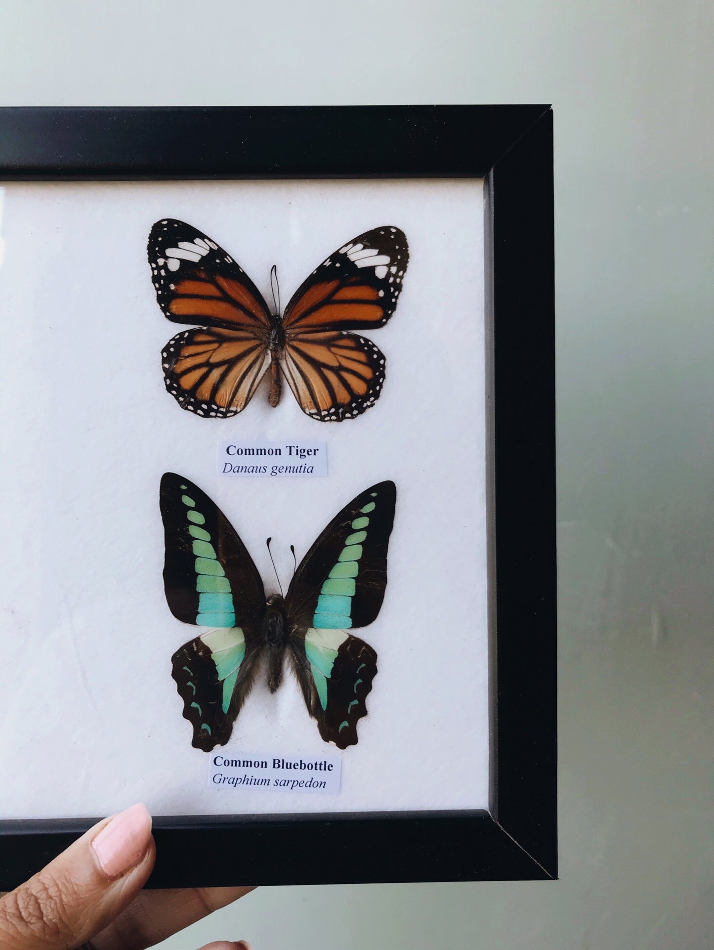 Four Taxidermy Butterflies in Frame - Stone & Sage