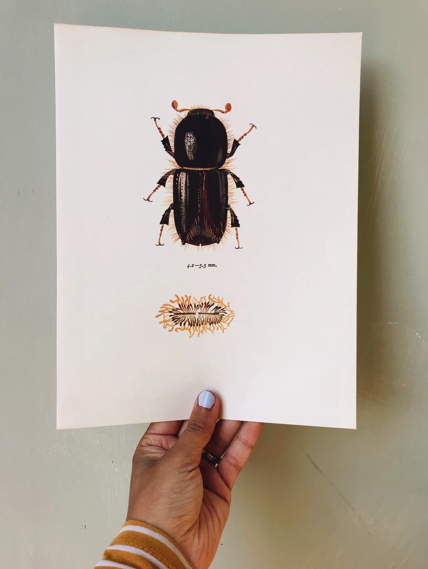 Antique Beetle Illustration Bookplate No 1